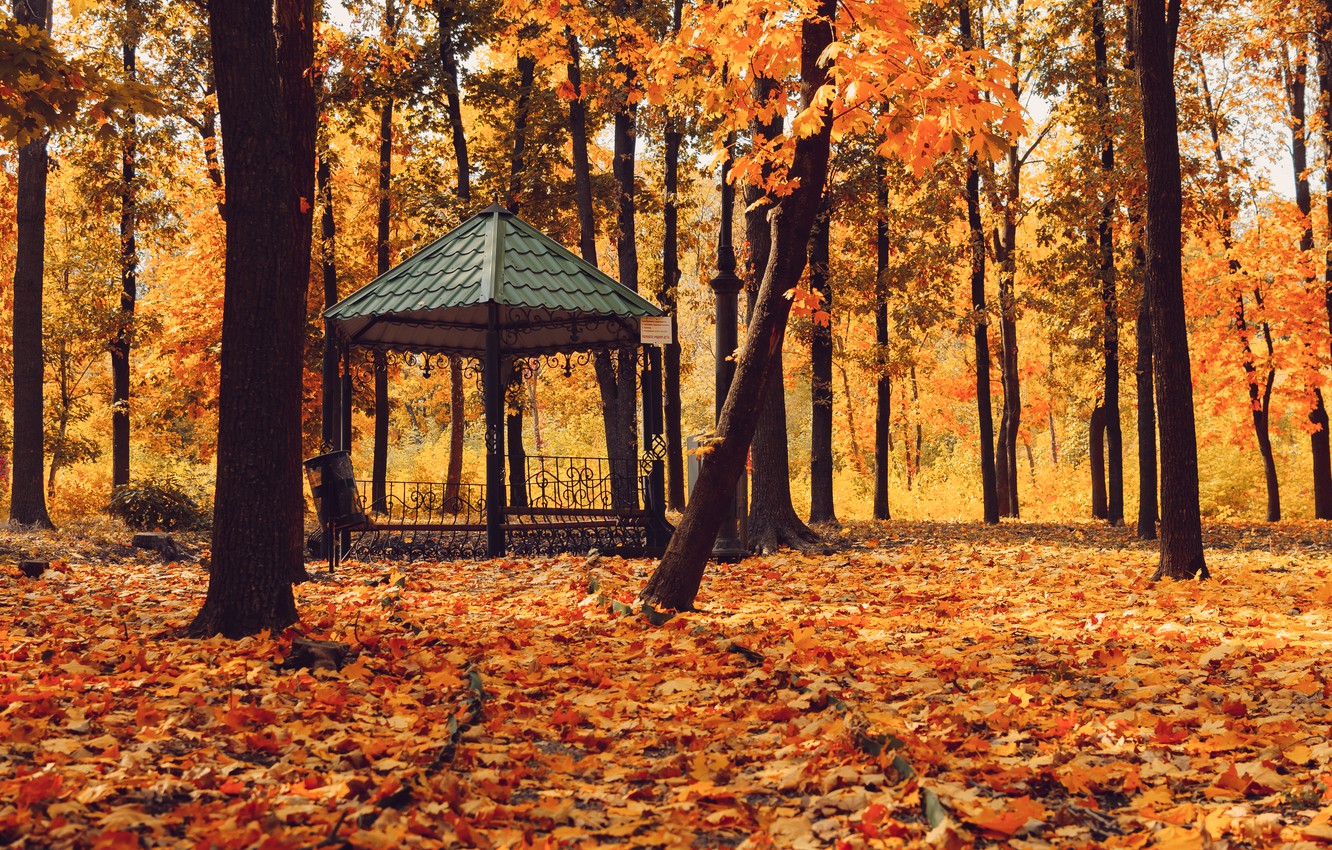 Photo Wallpaper Autumn, Forest, Leaves, Trees, Park, - Autumn - HD Wallpaper 