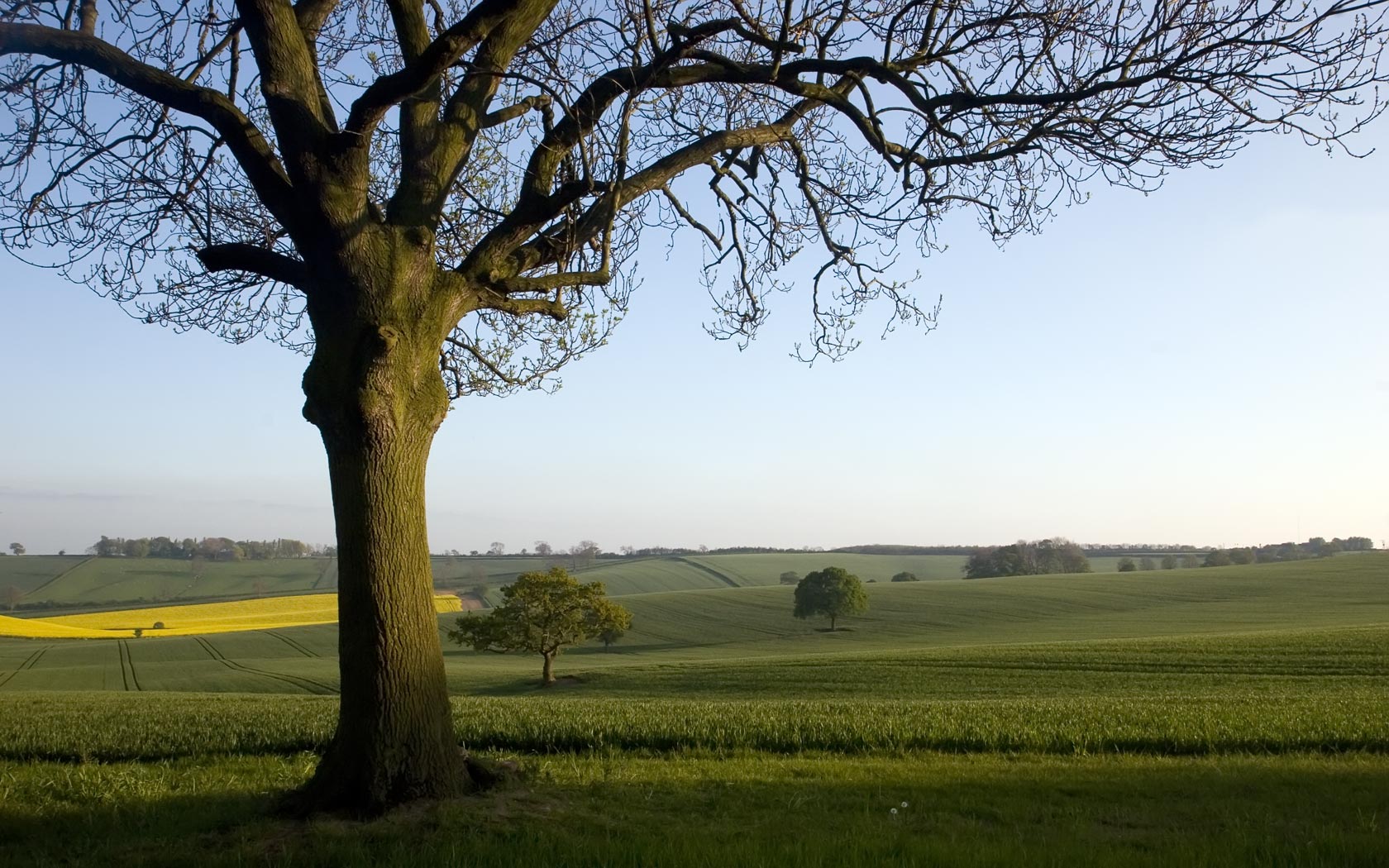 Tree Wallpaper - HD Wallpaper 