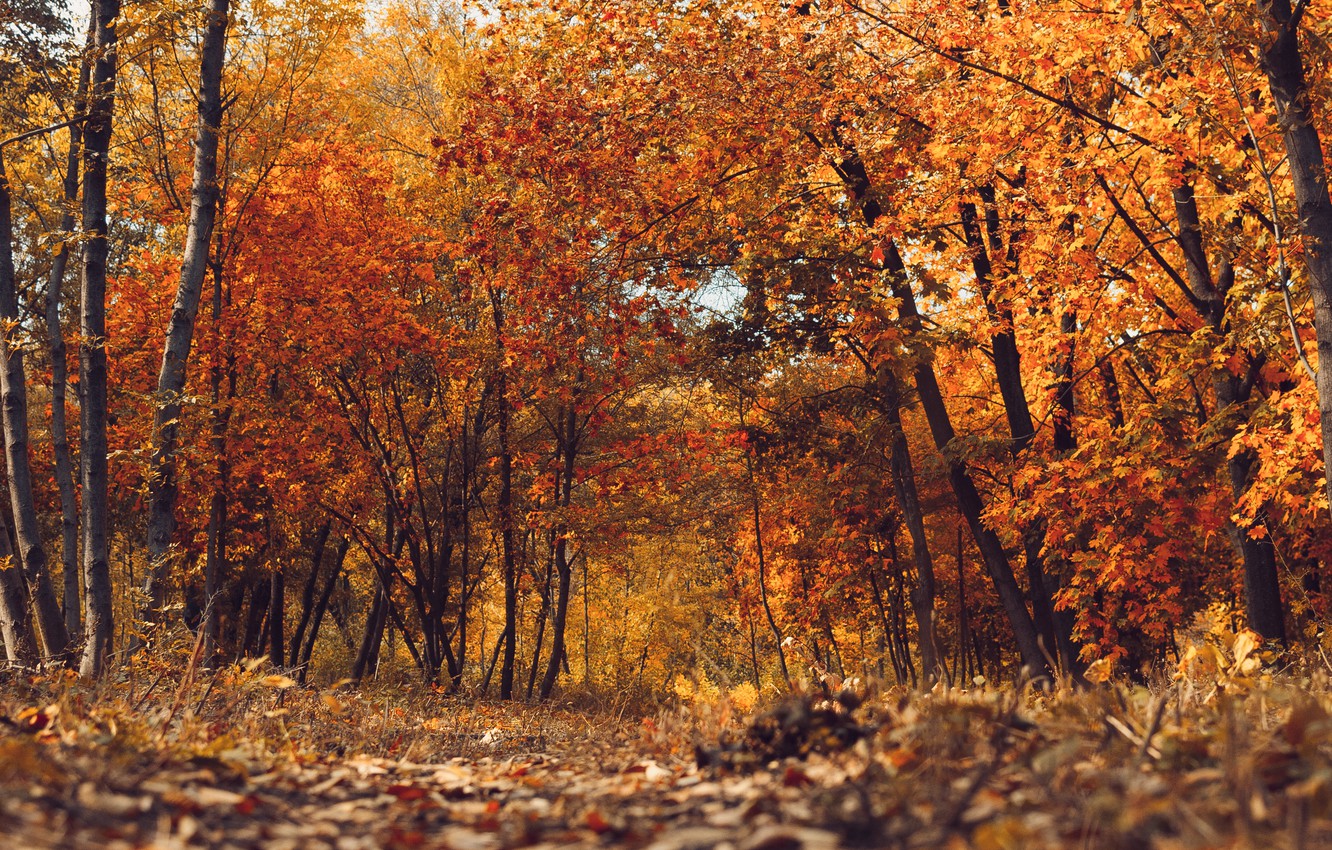 Photo Wallpaper Autumn, Leaves, Trees, Bridge, Park, - Autumn - HD Wallpaper 
