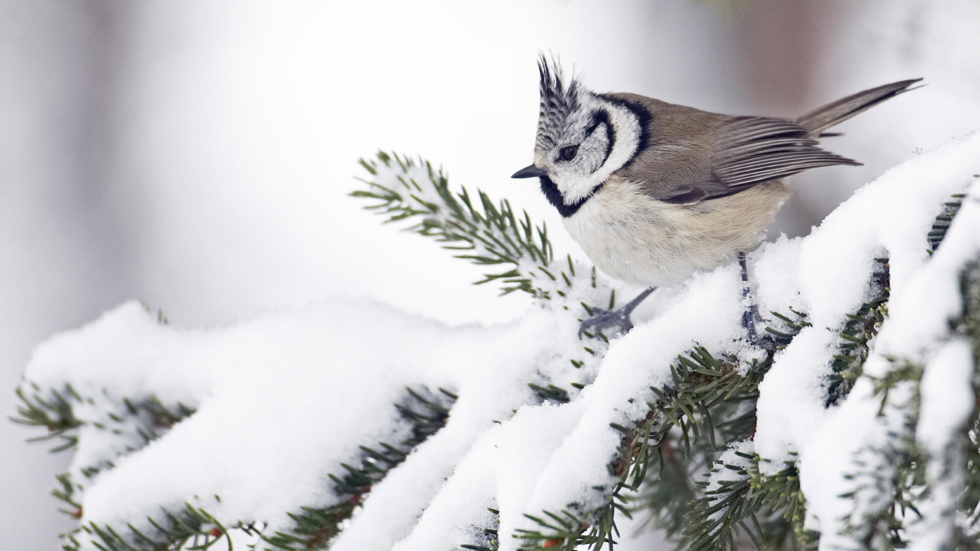 White Birds In Winter - HD Wallpaper 