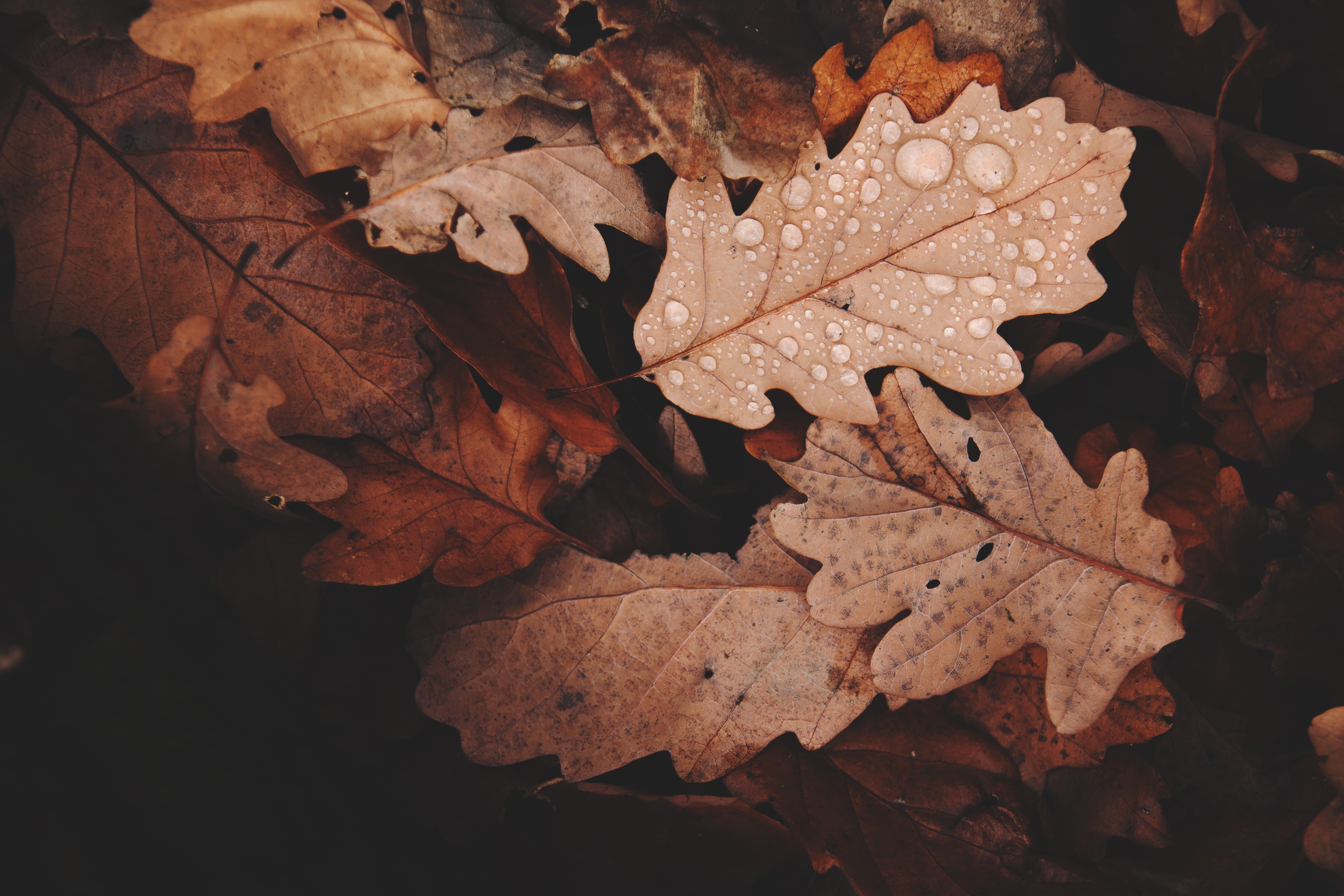 Brown Fall Leaves - HD Wallpaper 