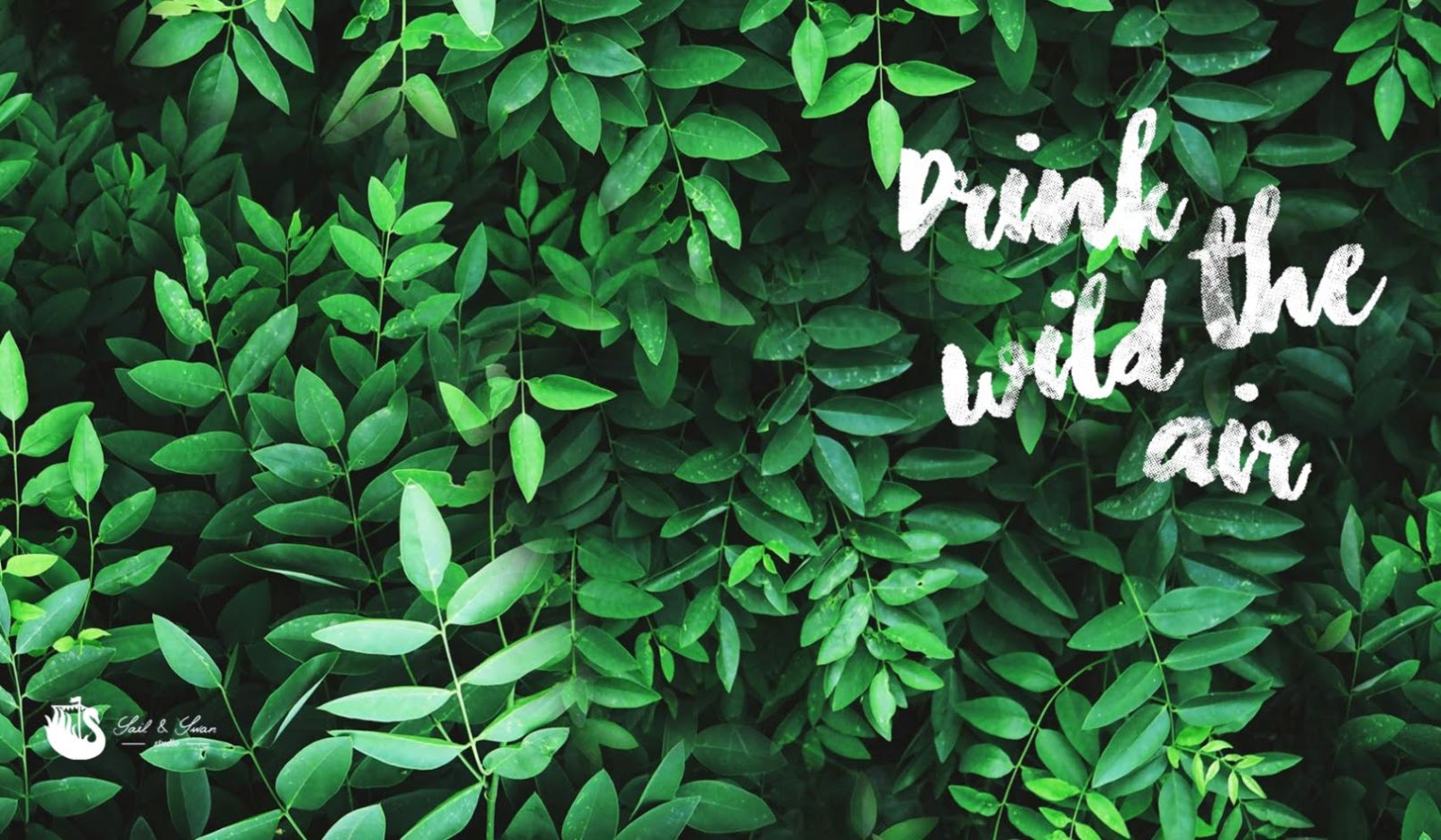 Drink The Wild Air Tropical Desktop Background Sail - Tropical Leaves Desktop Wallpaper Hd - HD Wallpaper 
