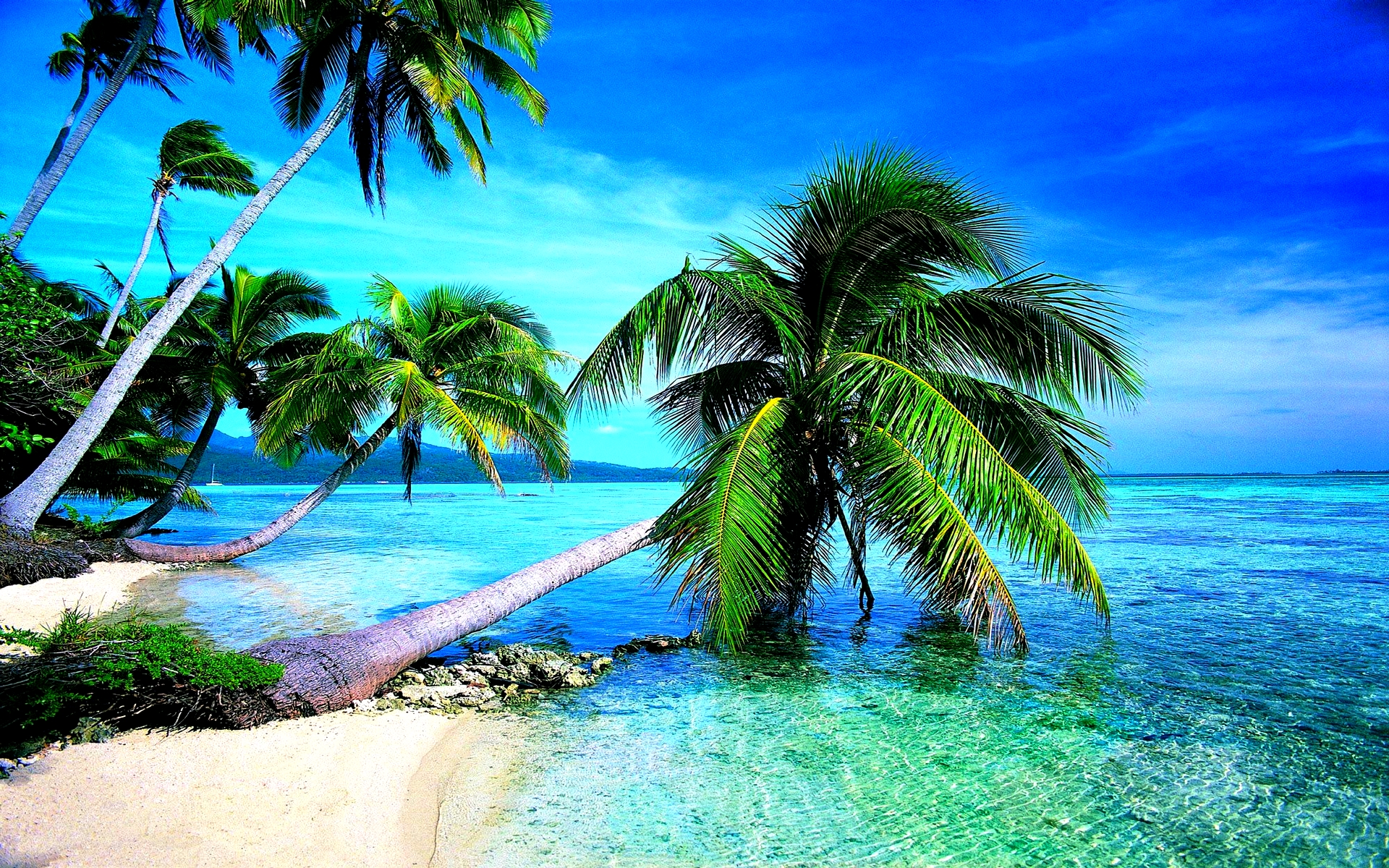 Tropical Wallpaper - HD Wallpaper 