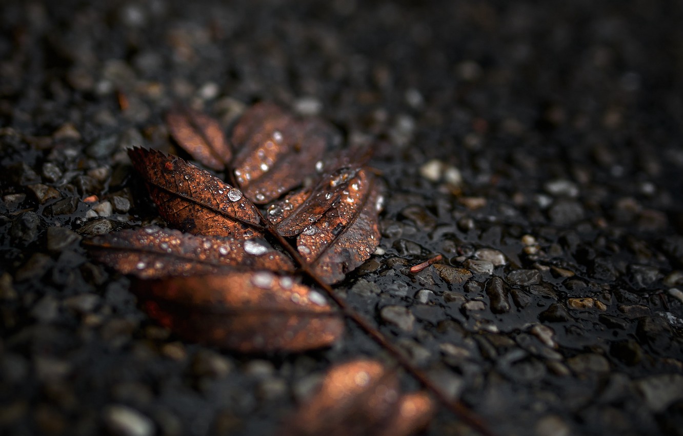 Photo Wallpaper Widescreen, Wet, Nature, Water, Brown, - Autumn - HD Wallpaper 