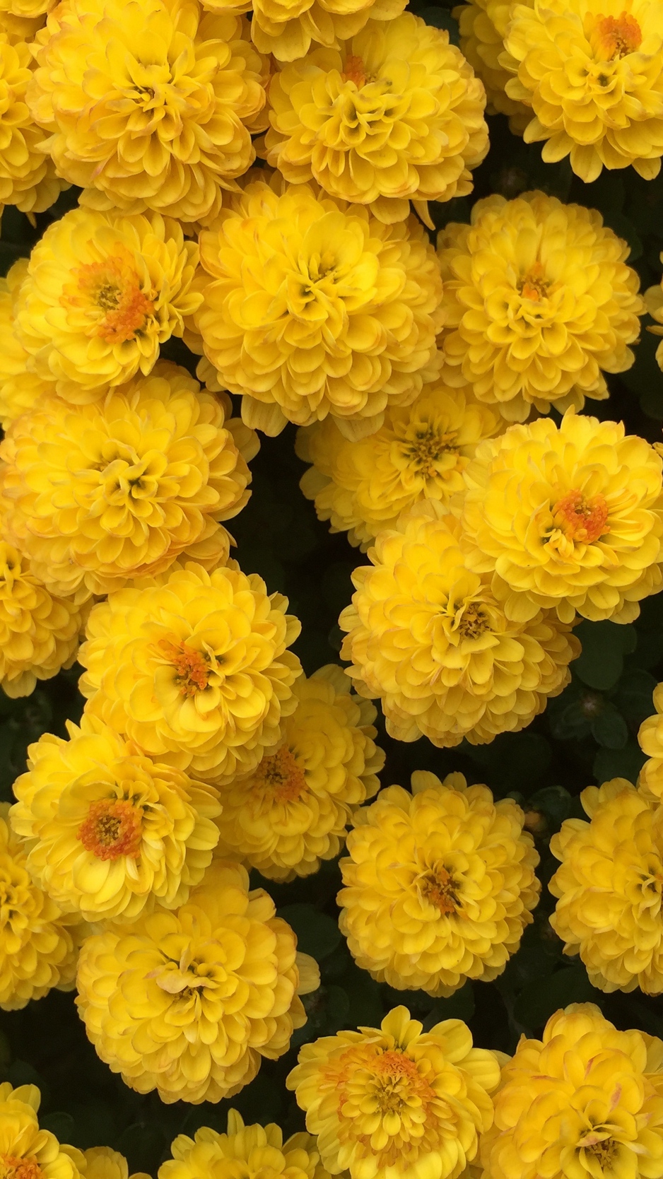 Wallpaper Chrysanthemum, Flowers, Yellow - Flower Yellow - HD Wallpaper 