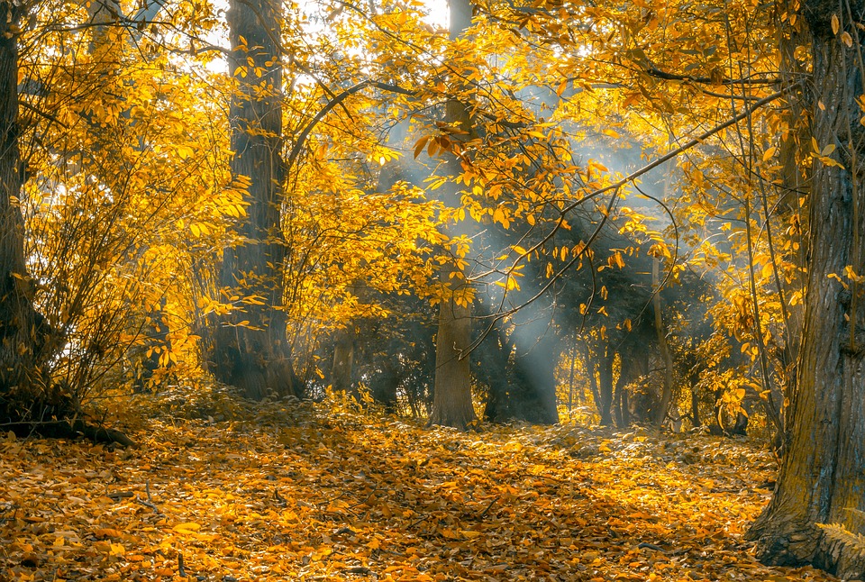 Lights Passing Through Trees - HD Wallpaper 