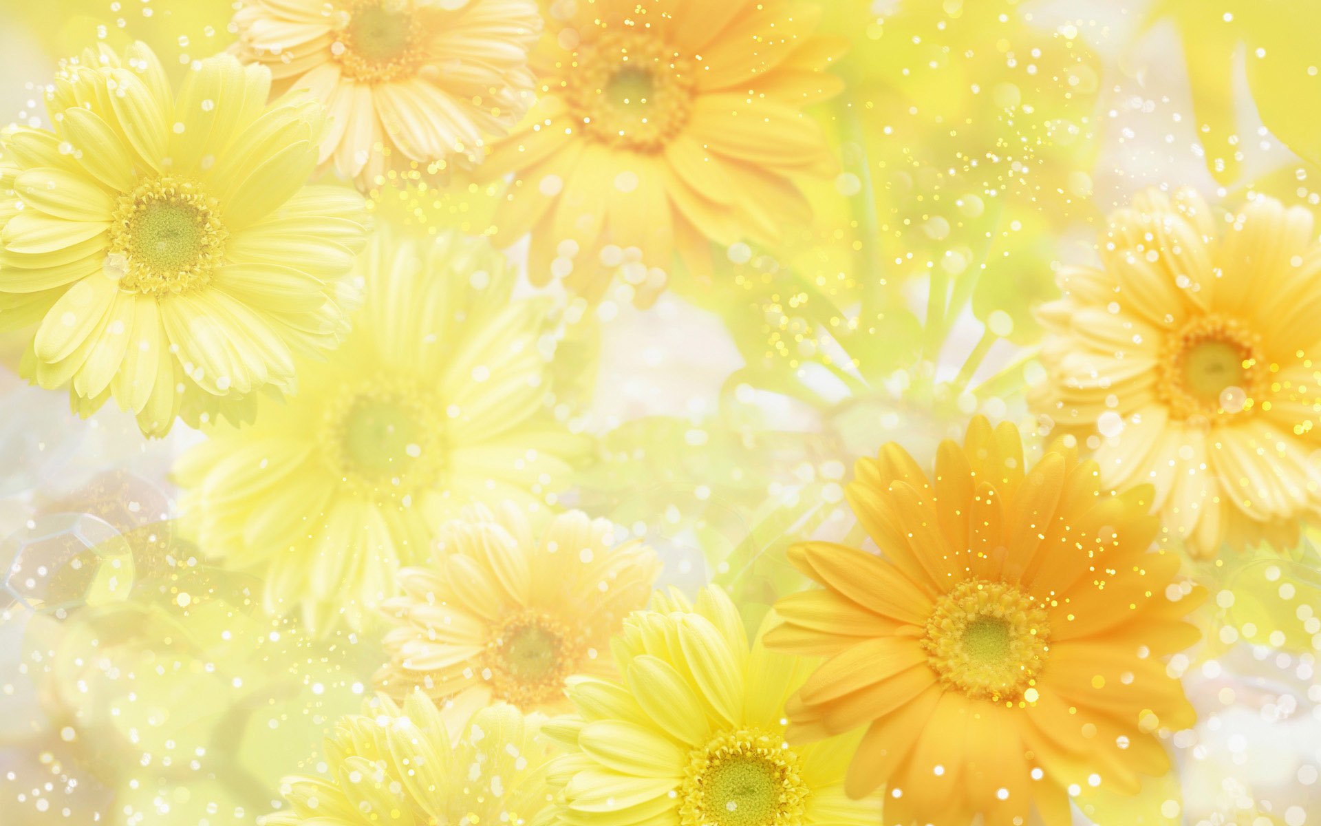 Yellow Wallpapers - Yellow Flower Background - 1920x1200 Wallpaper -  