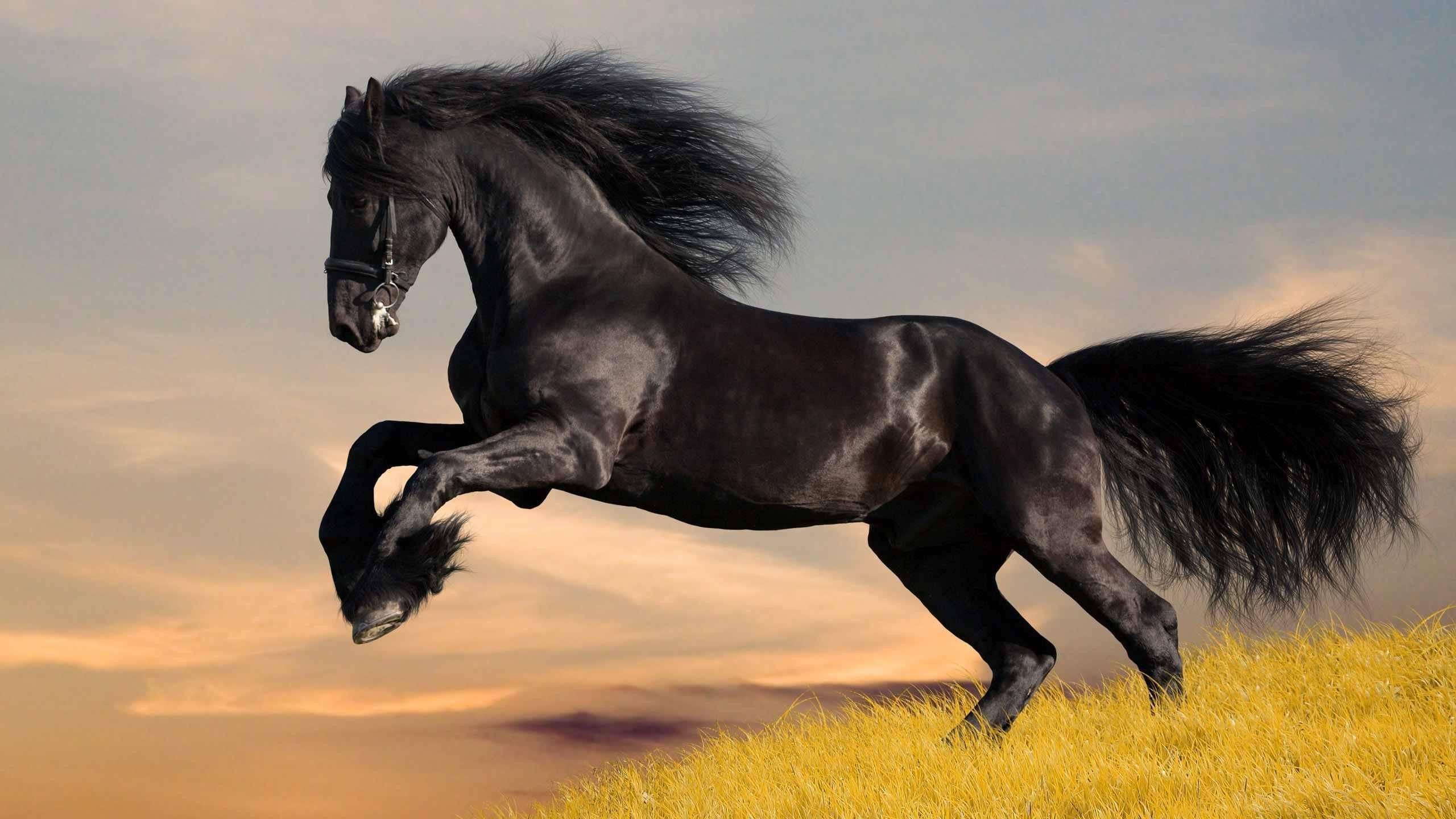 2560x1440, Ghostly Horse Wallpapers Hd Wallpapers Funny - Horse Wallpaper Download - HD Wallpaper 