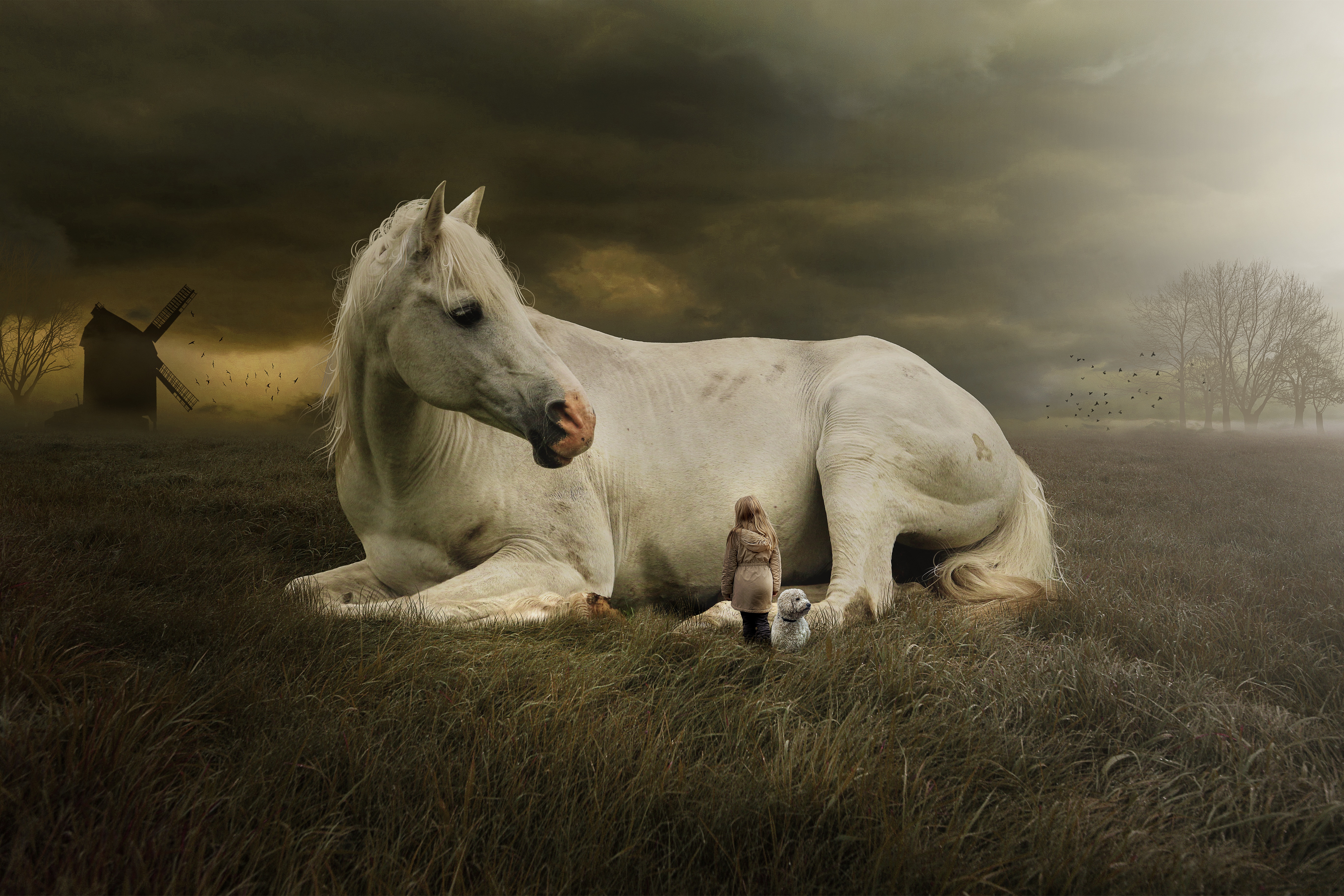 White Horse Laying Down - HD Wallpaper 