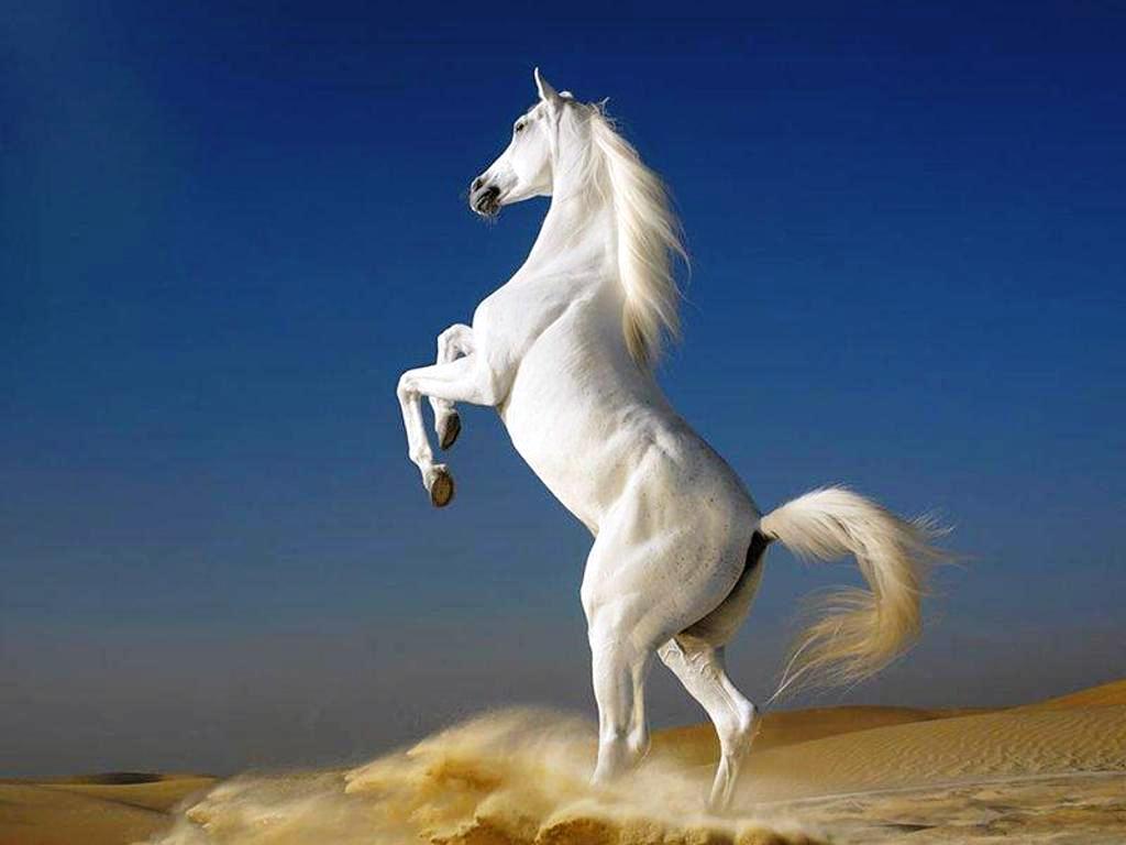 Download Get Free White Horse Wallpapers - Horse Wallpaper Hd - HD Wallpaper 