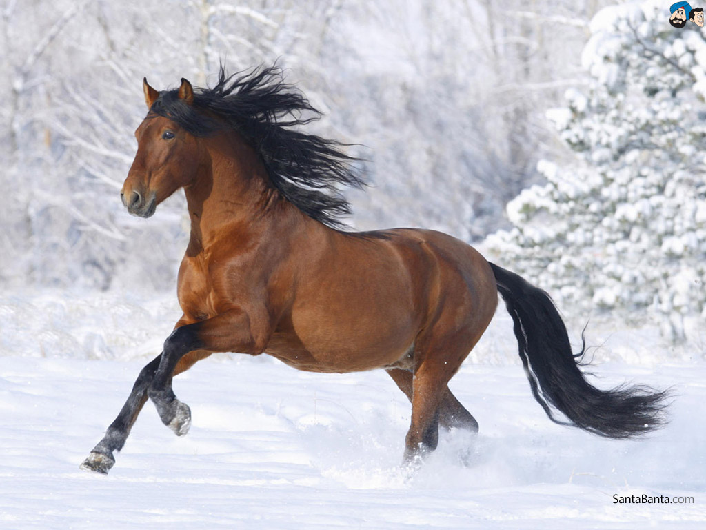 Horses - Beautiful Thoroughbred Horse - HD Wallpaper 