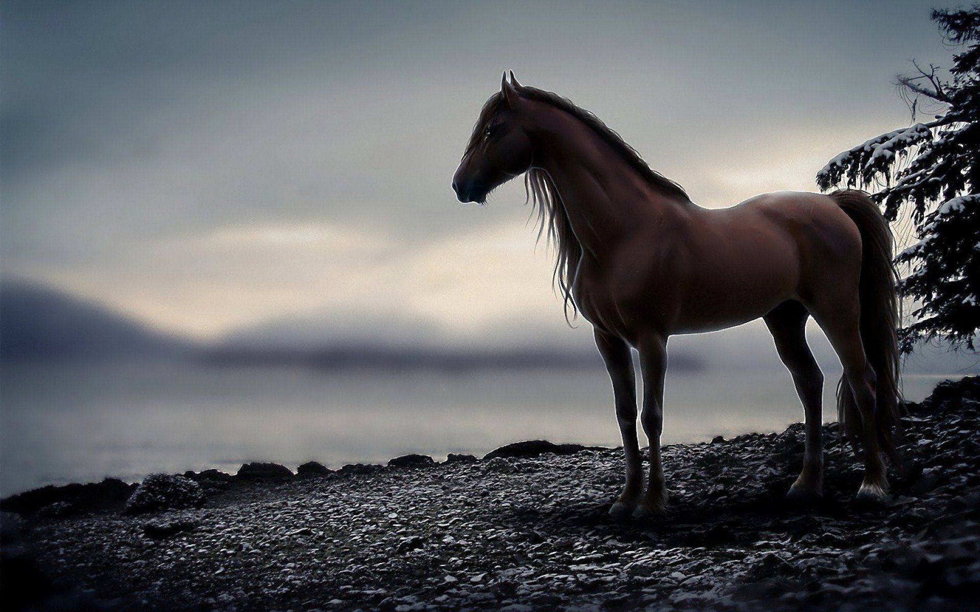 1268 Horse Hd Wallpapers - Horse Wallpaper Hd - HD Wallpaper 