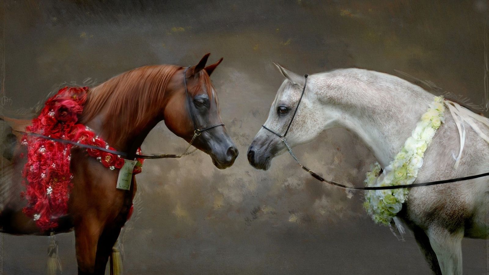 Arabian Horse Champions - Arabian Horse Wallpaper Hd - HD Wallpaper 