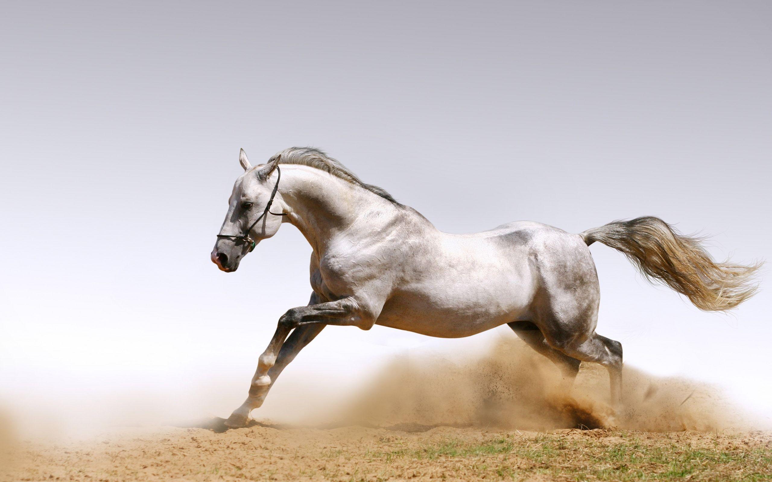 A Selection Of 10 Image Of Horses In Hd Quality - Racing Horse Images Hd - HD Wallpaper 