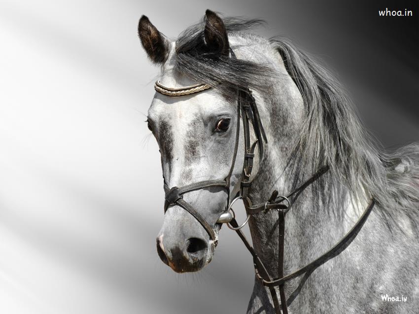 White Horse Wallpaper - Horse Wallpaper Hd - HD Wallpaper 