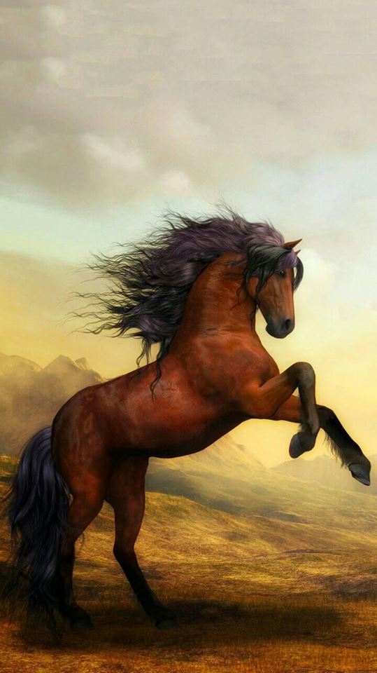 Horse Wallpaper Hd Mobile - HD Wallpaper 