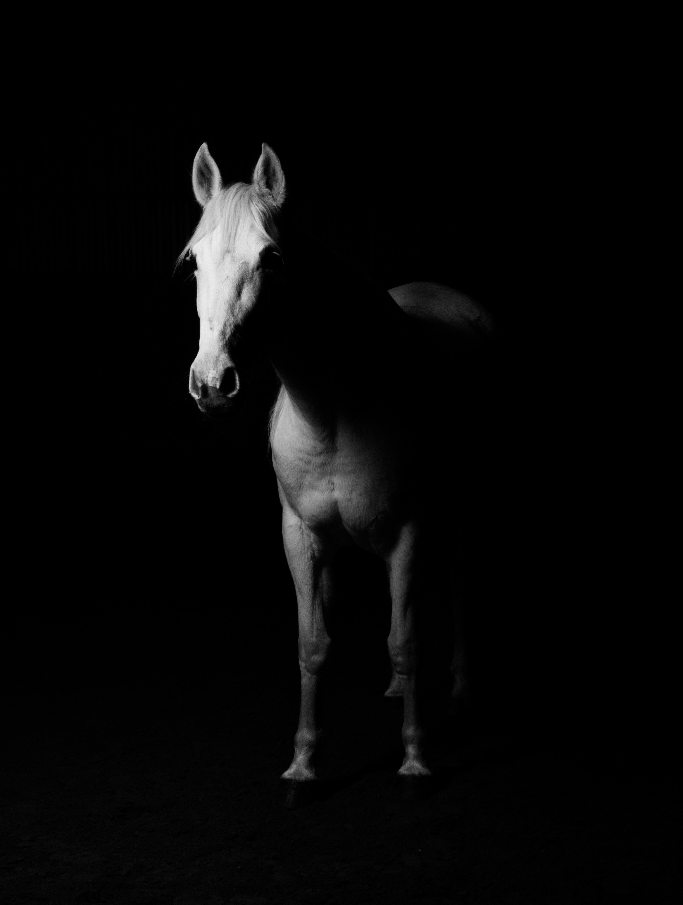 White Horse Black Background Hd - HD Wallpaper 