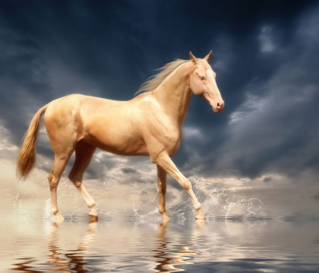 Horse Wallpaper Akhal Teke - HD Wallpaper 