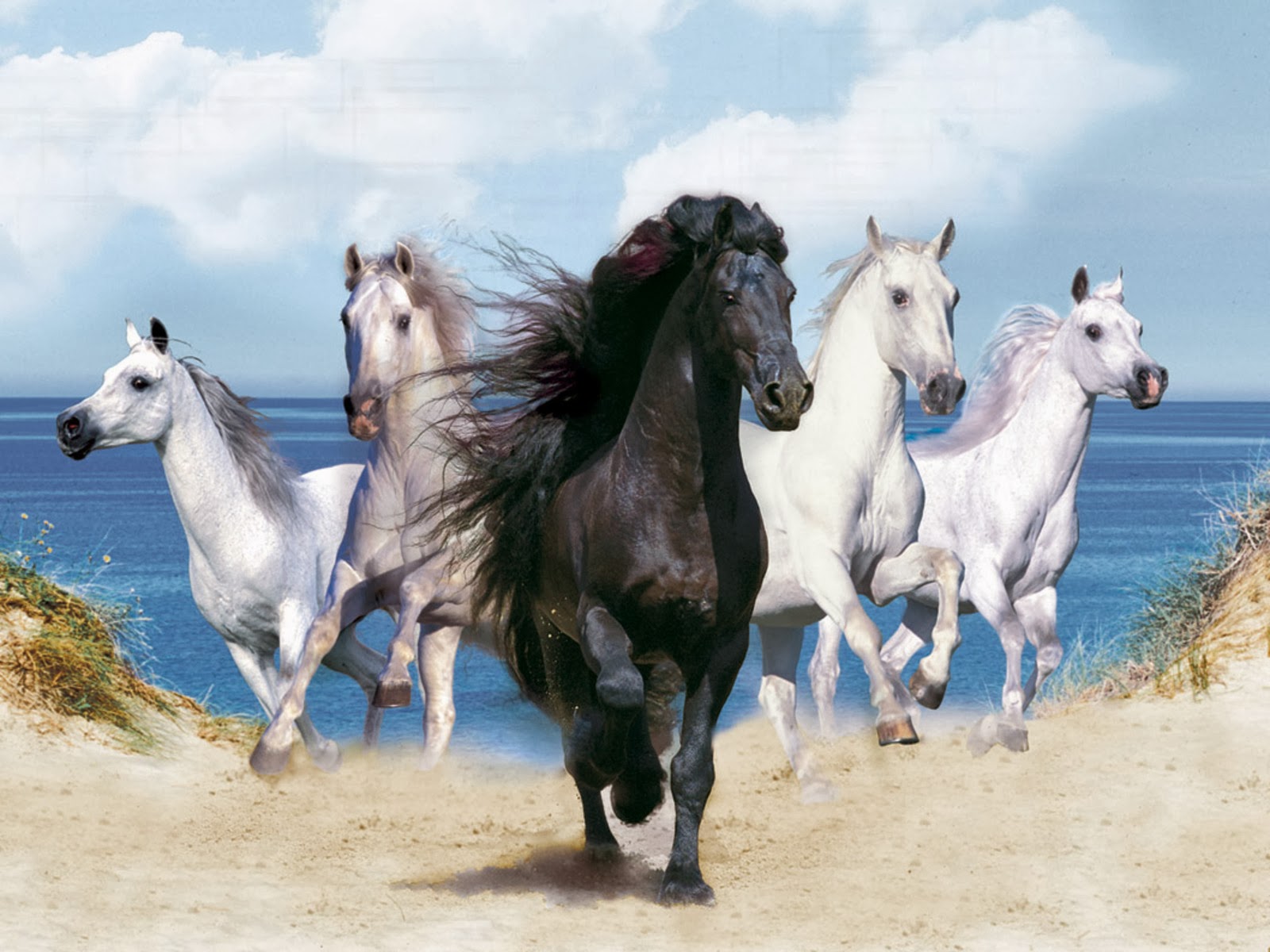 Running Horses Horse Hd Beautiful Cool Wallpaper - White And Black Horses - HD Wallpaper 