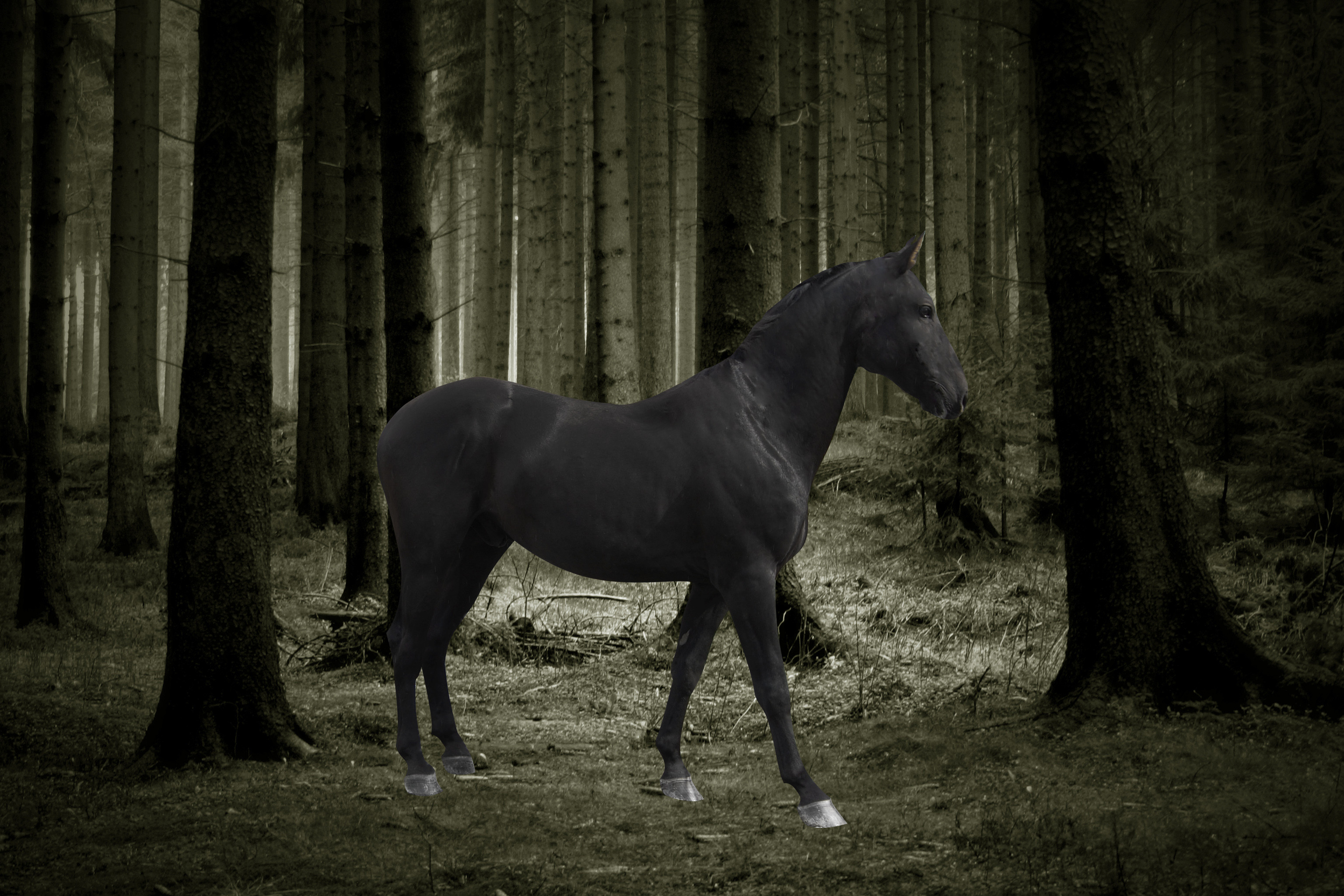 Horse Hd Wallpapers, Download Balck Horse Desktop Hd - Horse Wallpaper Desktop Black - HD Wallpaper 