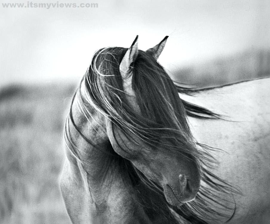 Black And White Horse Wallpaper Wallpapers Pictures - Wild Horse Black And White Photography - HD Wallpaper 