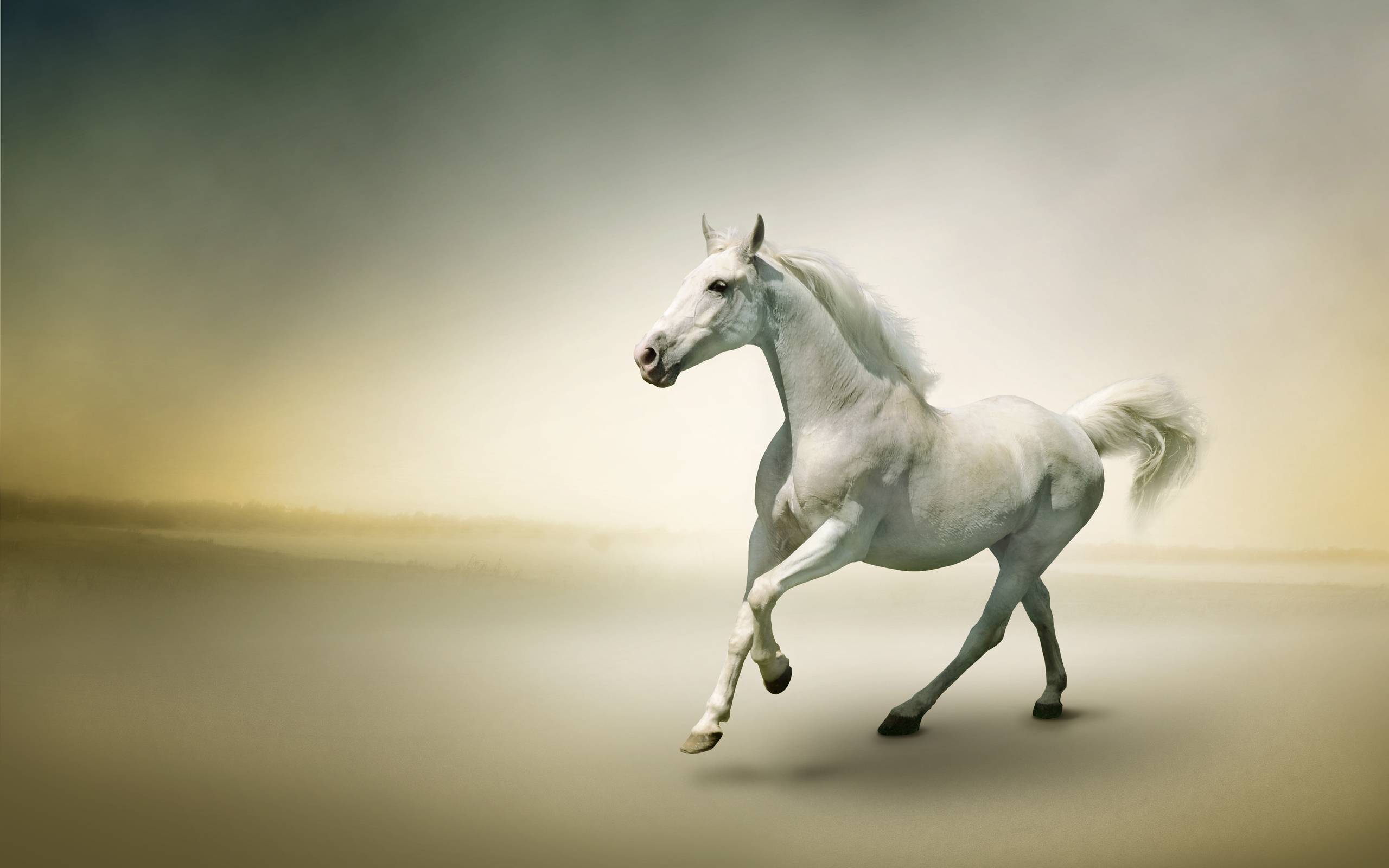 White Horse - HD Wallpaper 