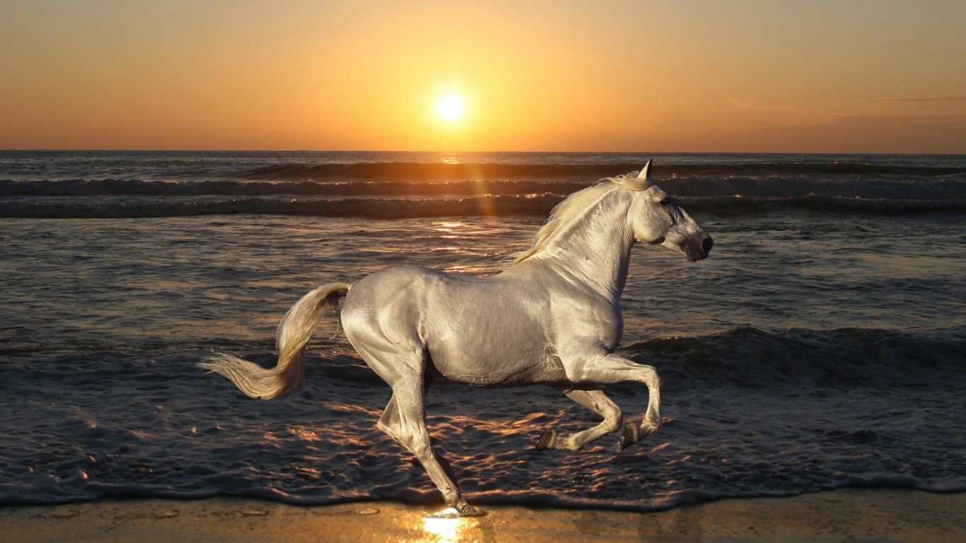 Horse Wallpapers Hd Pictures - White Horse Galloping On Beach - HD Wallpaper 