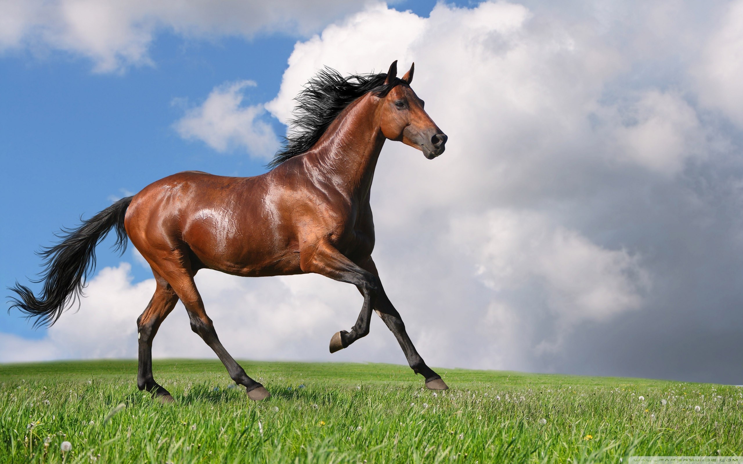 2560x1600, Wide 
 Data Id 209678 
 Data Src /walls/full/f/0/e/209678 - Running Horse - HD Wallpaper 