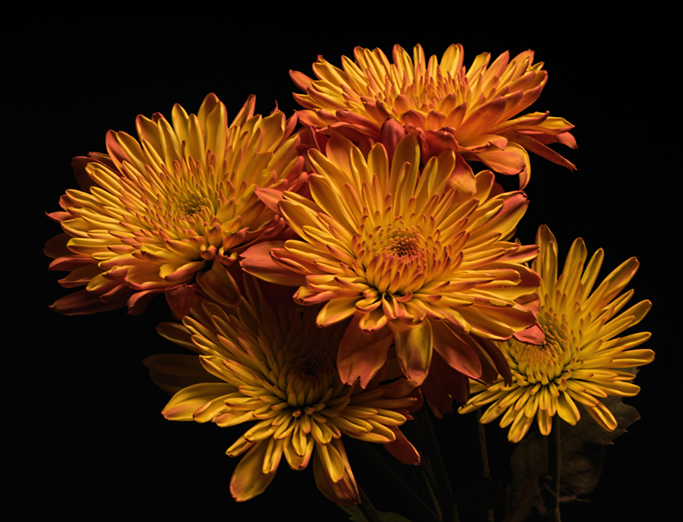 Chrysanthemum - HD Wallpaper 