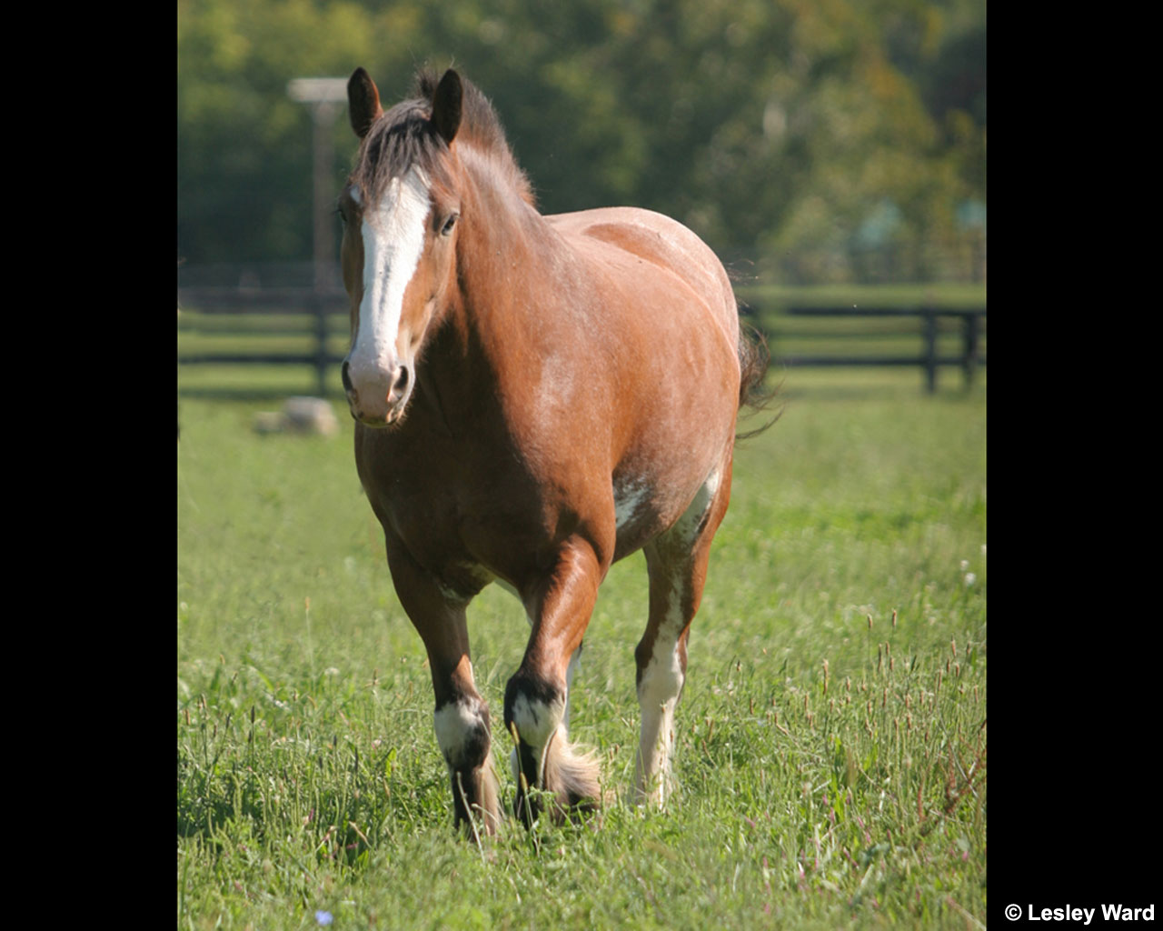 Horse - HD Wallpaper 