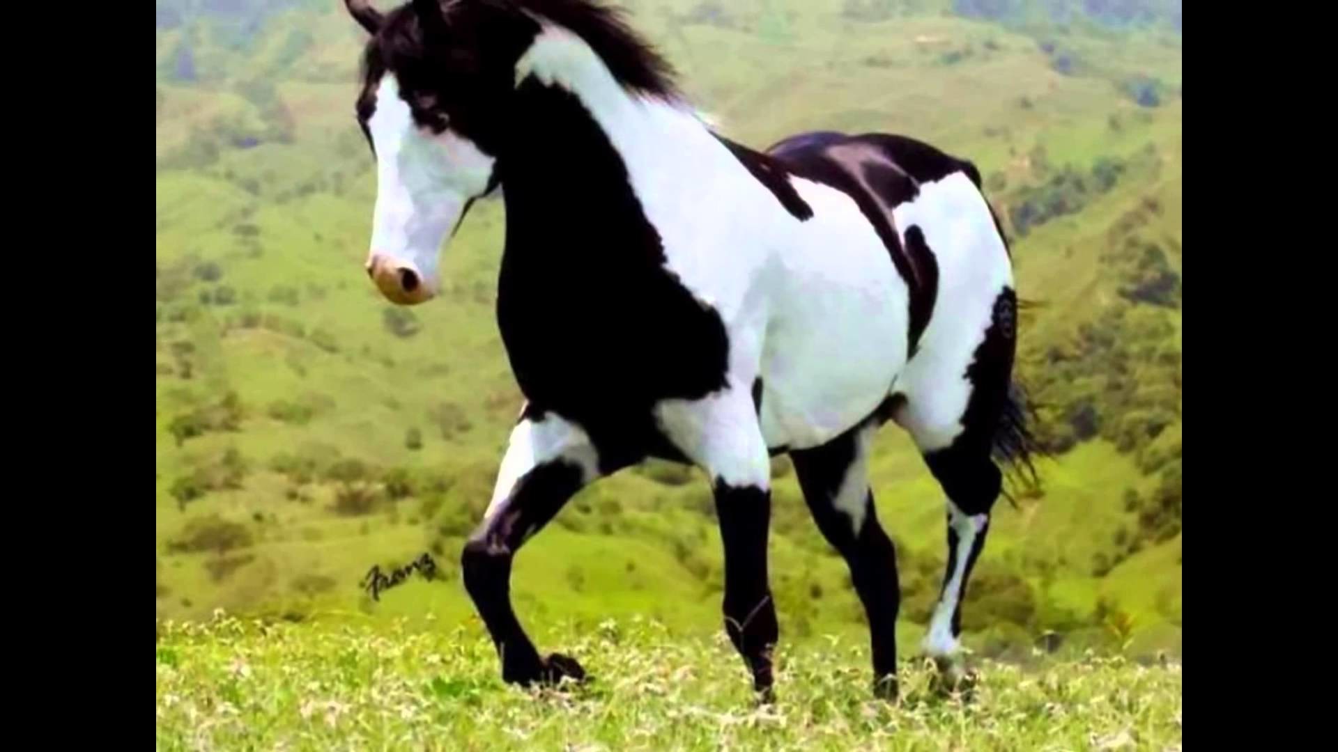 Black And White Paint Horse Wallpaper Download 
 Data-src - Quarter Horse Black And White - HD Wallpaper 