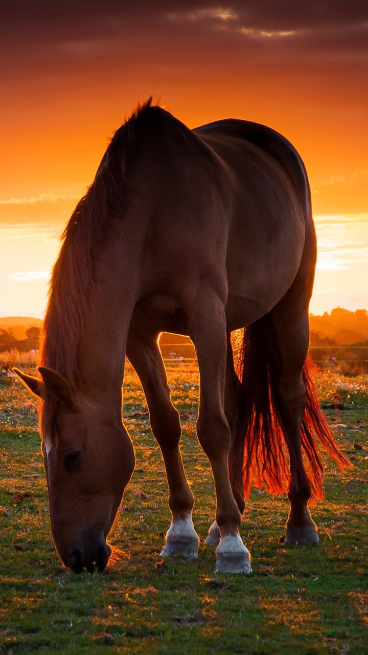 Black Horse Wallpaper Mobile Phone - Sunset Horse Backgrounds - HD Wallpaper 