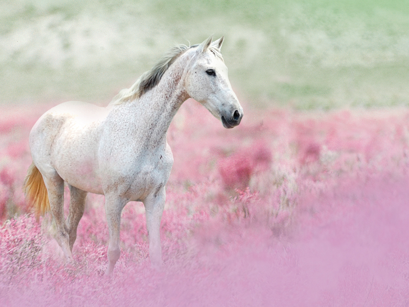 Horse - Horse In Pink Flowers - HD Wallpaper 