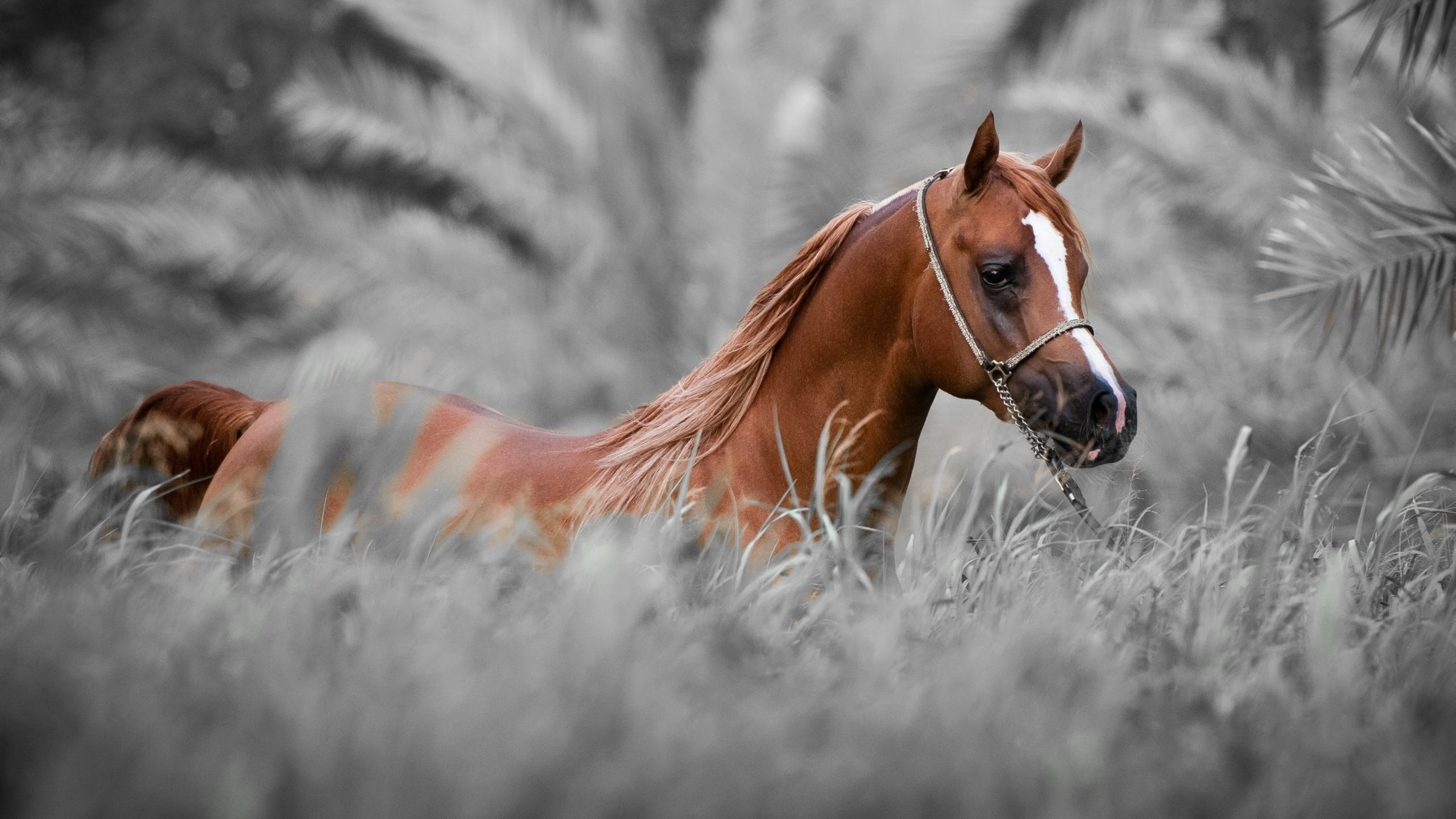 Horse Wallpapers For Android Horse Wallpaper Hd 2560x1440 Wallpaper Teahub Io