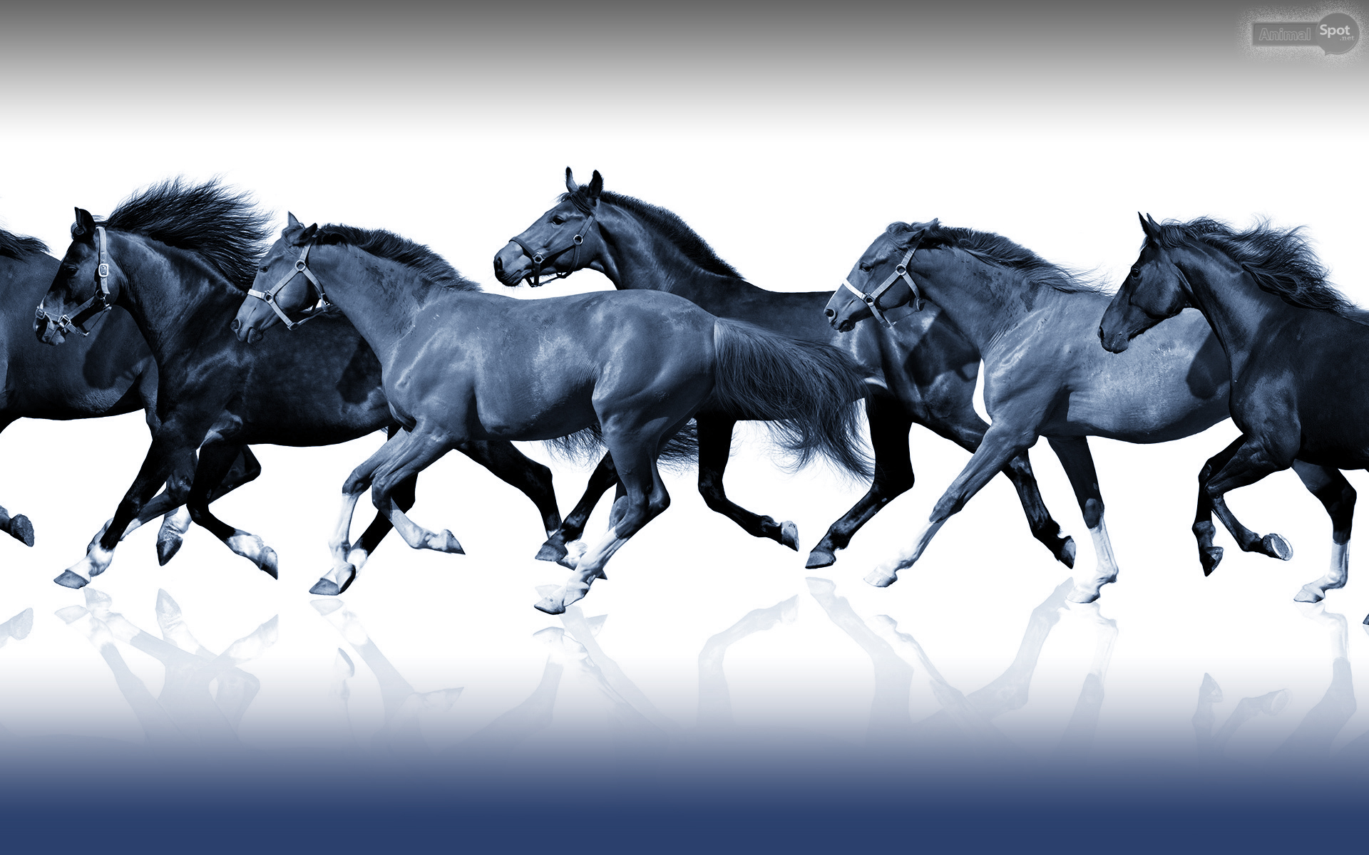 Horses Running In Background - HD Wallpaper 