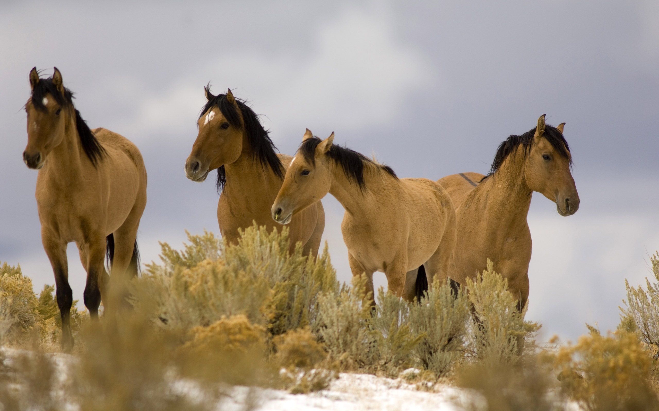 Hd Wallpapers Horse Wallpaper - Oregon Mustang - HD Wallpaper 