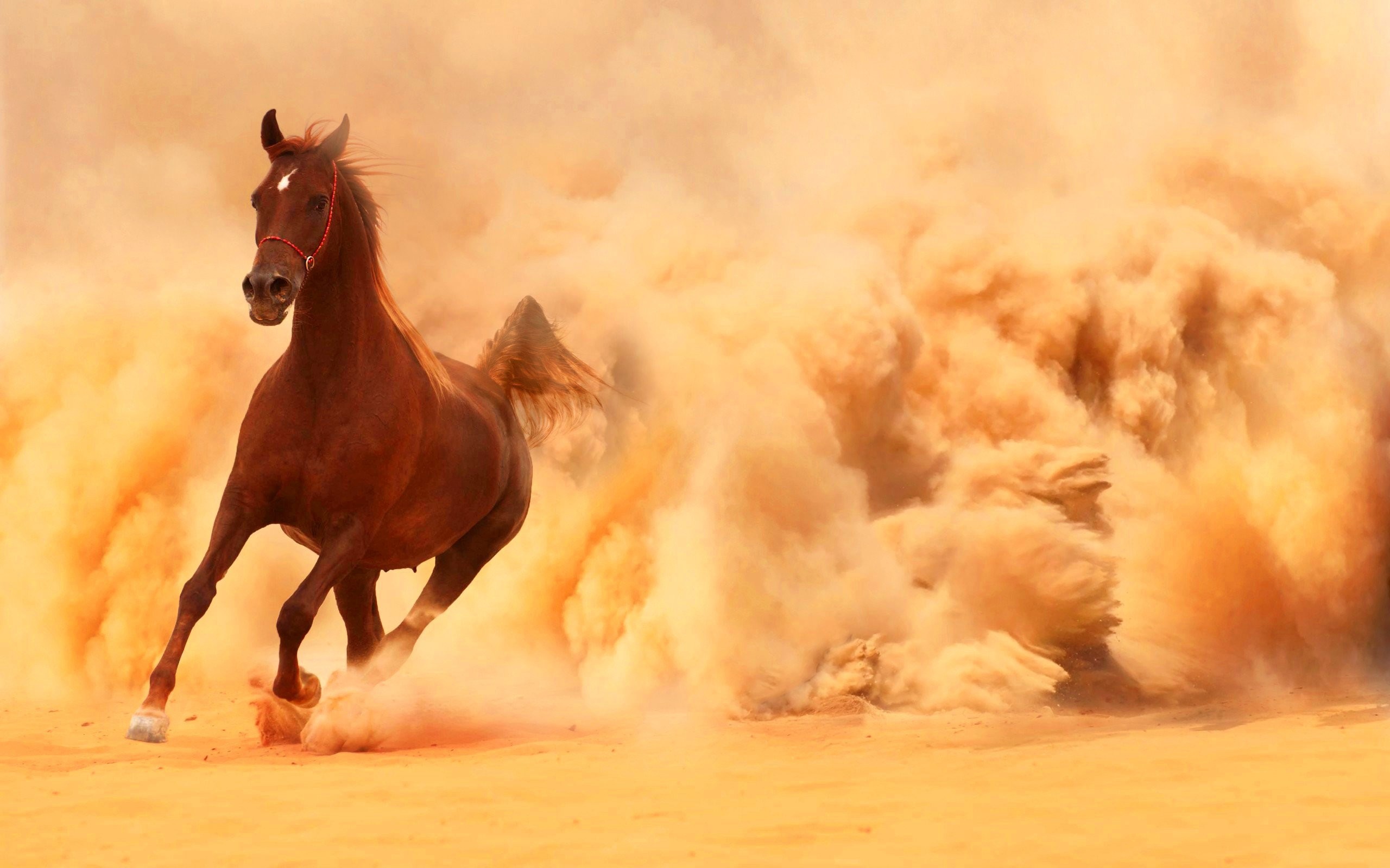 2560x1600, Tags - Arabian Horse Background - HD Wallpaper 