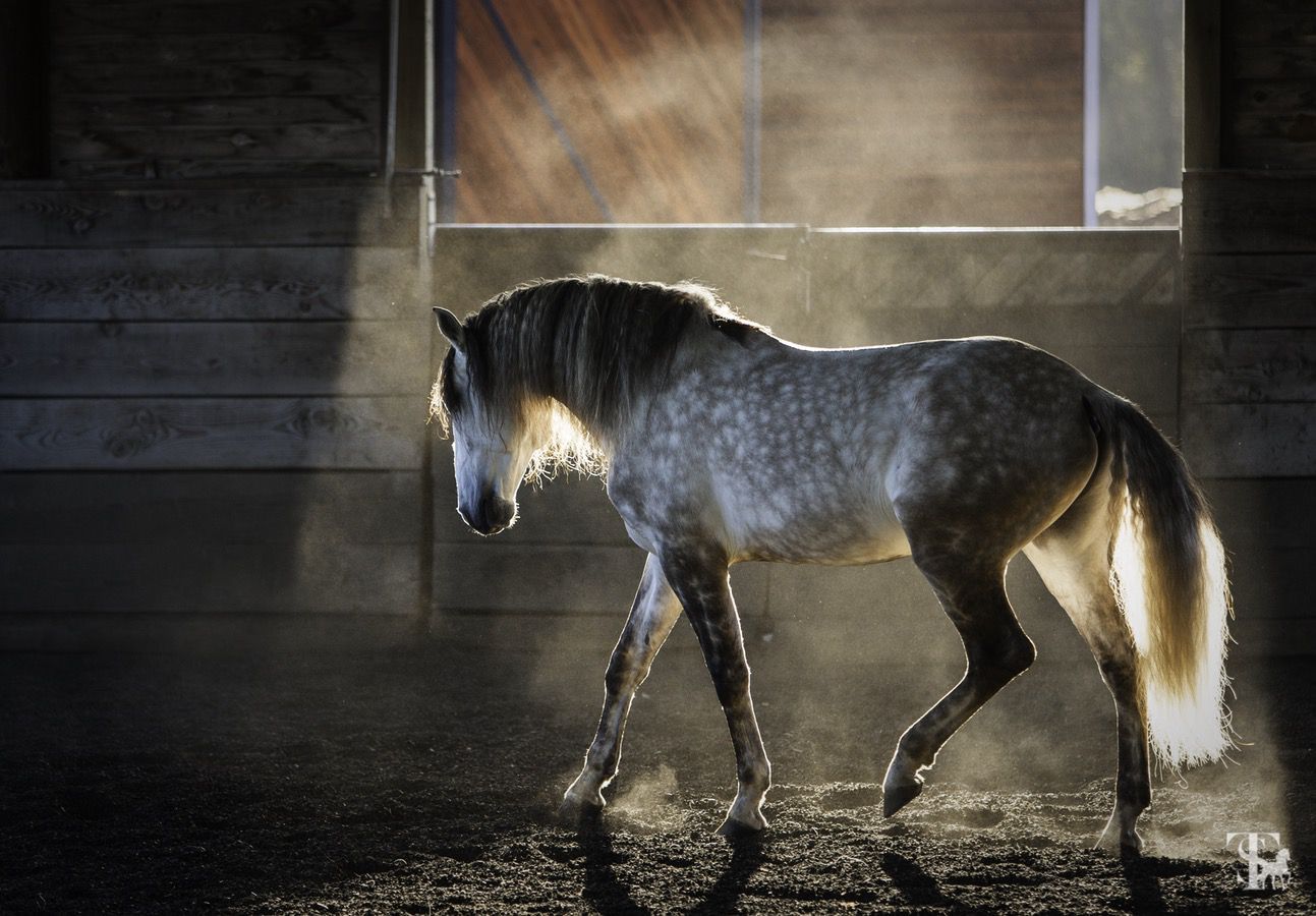 Dapple Grey Horse - HD Wallpaper 