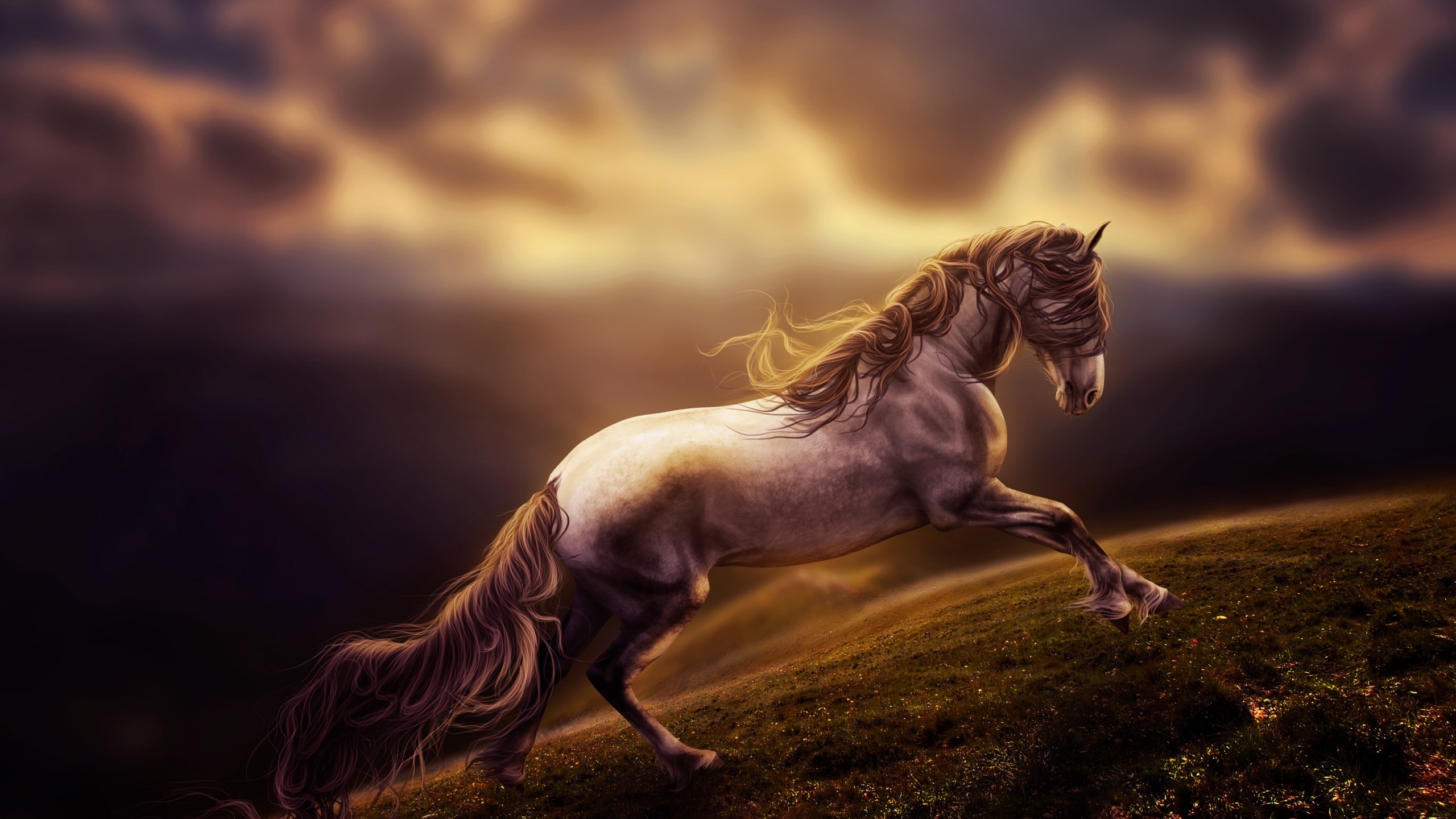 Horse Wallpaper Hd 1080p - HD Wallpaper 