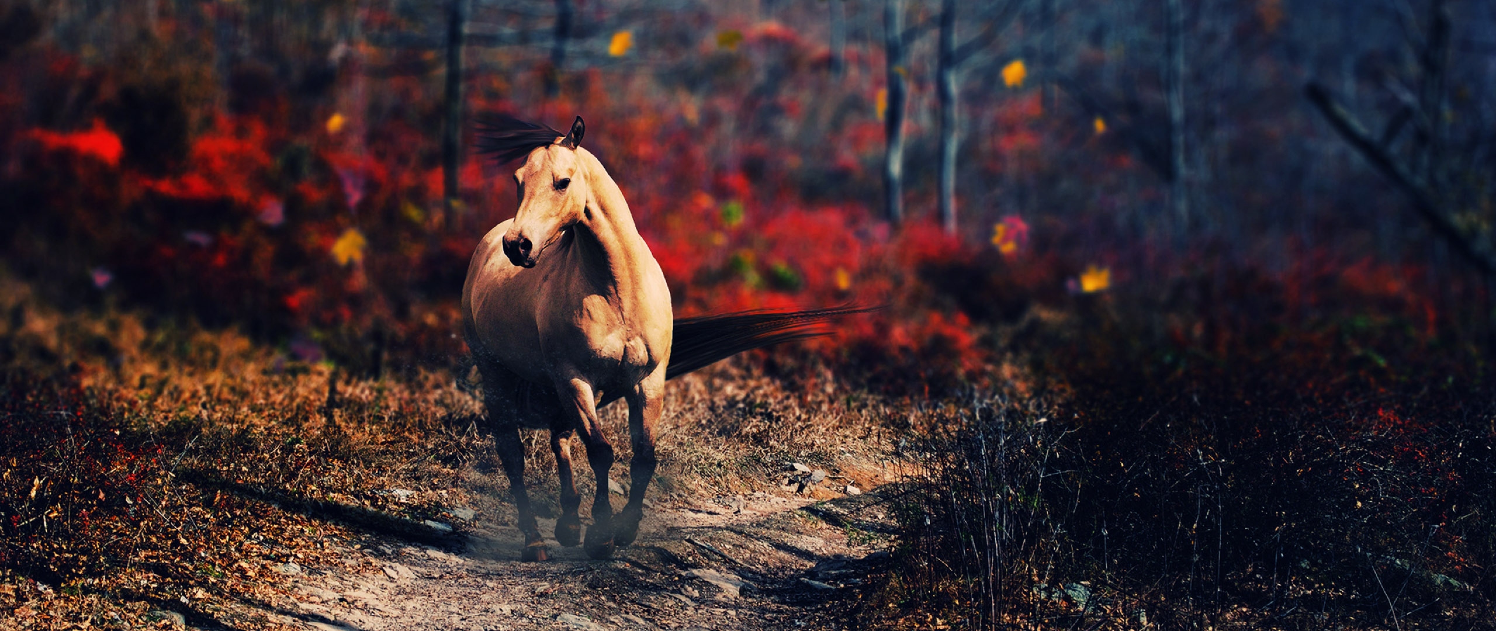 Fall Horse Wallpaper Hd - HD Wallpaper 