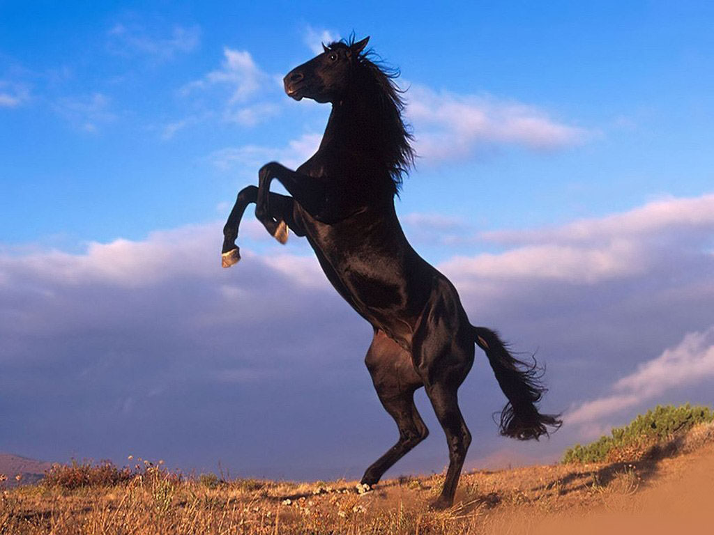 Black Horse - HD Wallpaper 