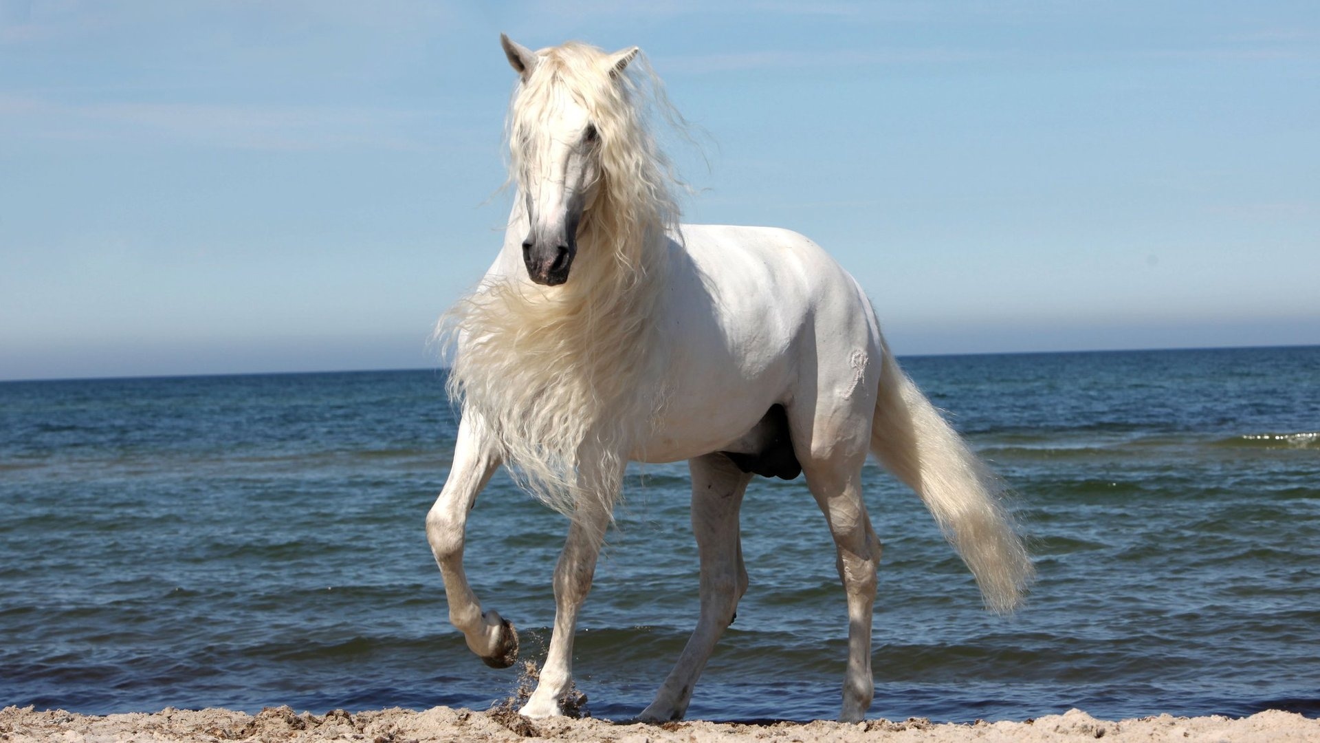 Beautiful Horse Wallpaper - Beautiful Beach Wild Horse - HD Wallpaper 