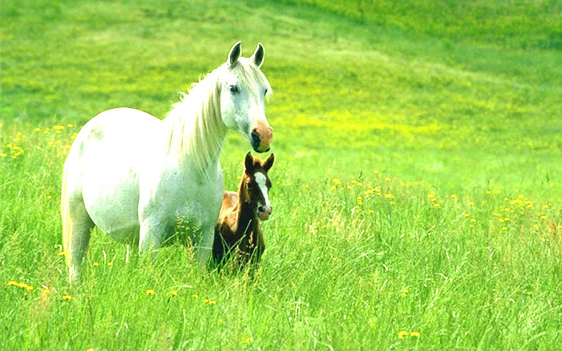 Animals Wallpapers Horses - Horse Desktop - HD Wallpaper 