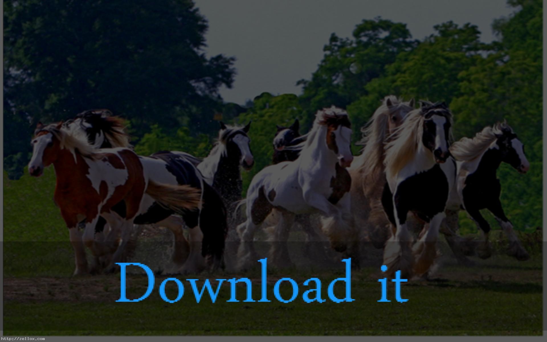 Gypsy Vanner Horse Wallpaper 
 Data-src - Most Beautiful Horses In Herds - HD Wallpaper 