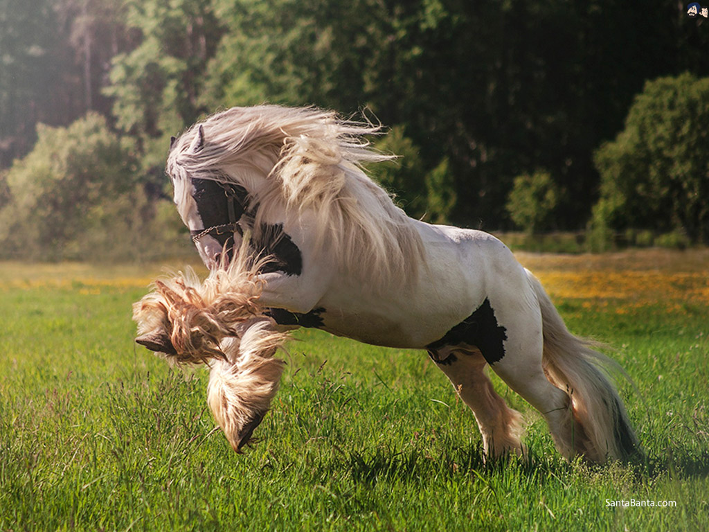 Shetland Pony - HD Wallpaper 