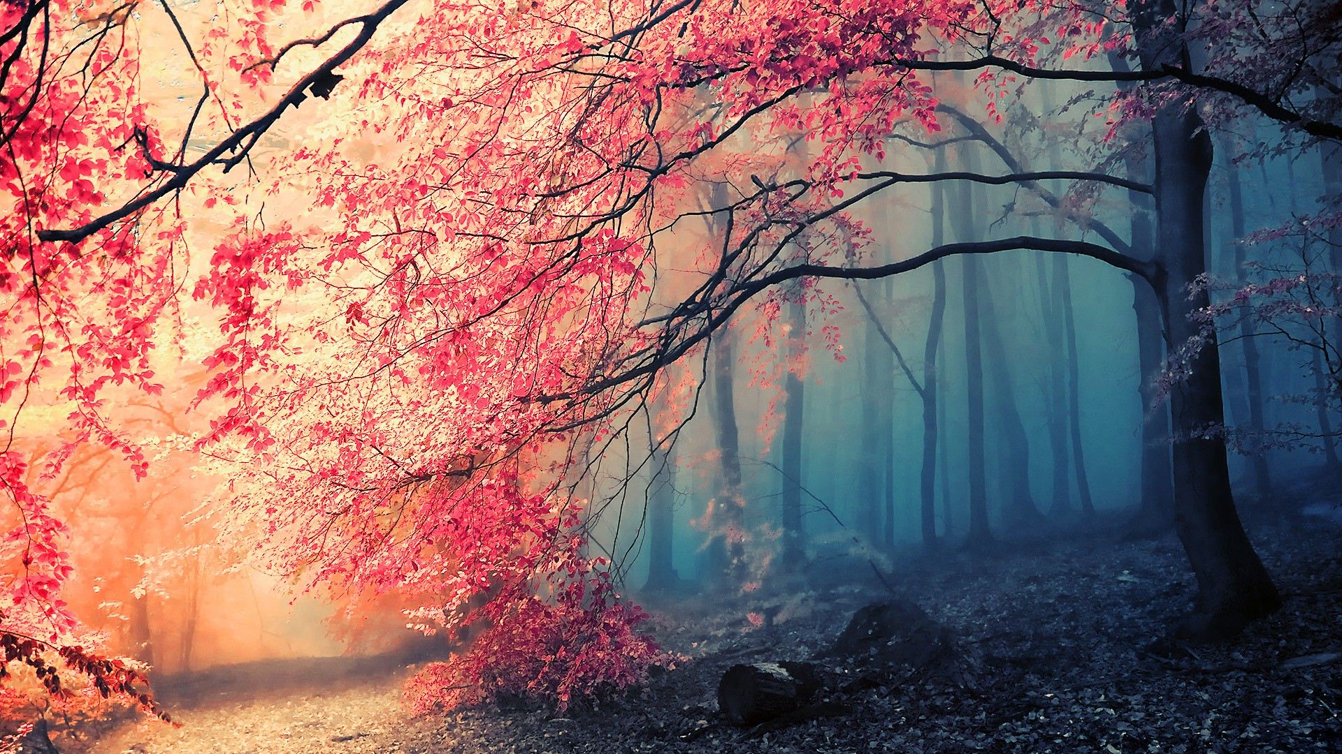 Beautiful Japanese Wallpaper - HD Wallpaper 
