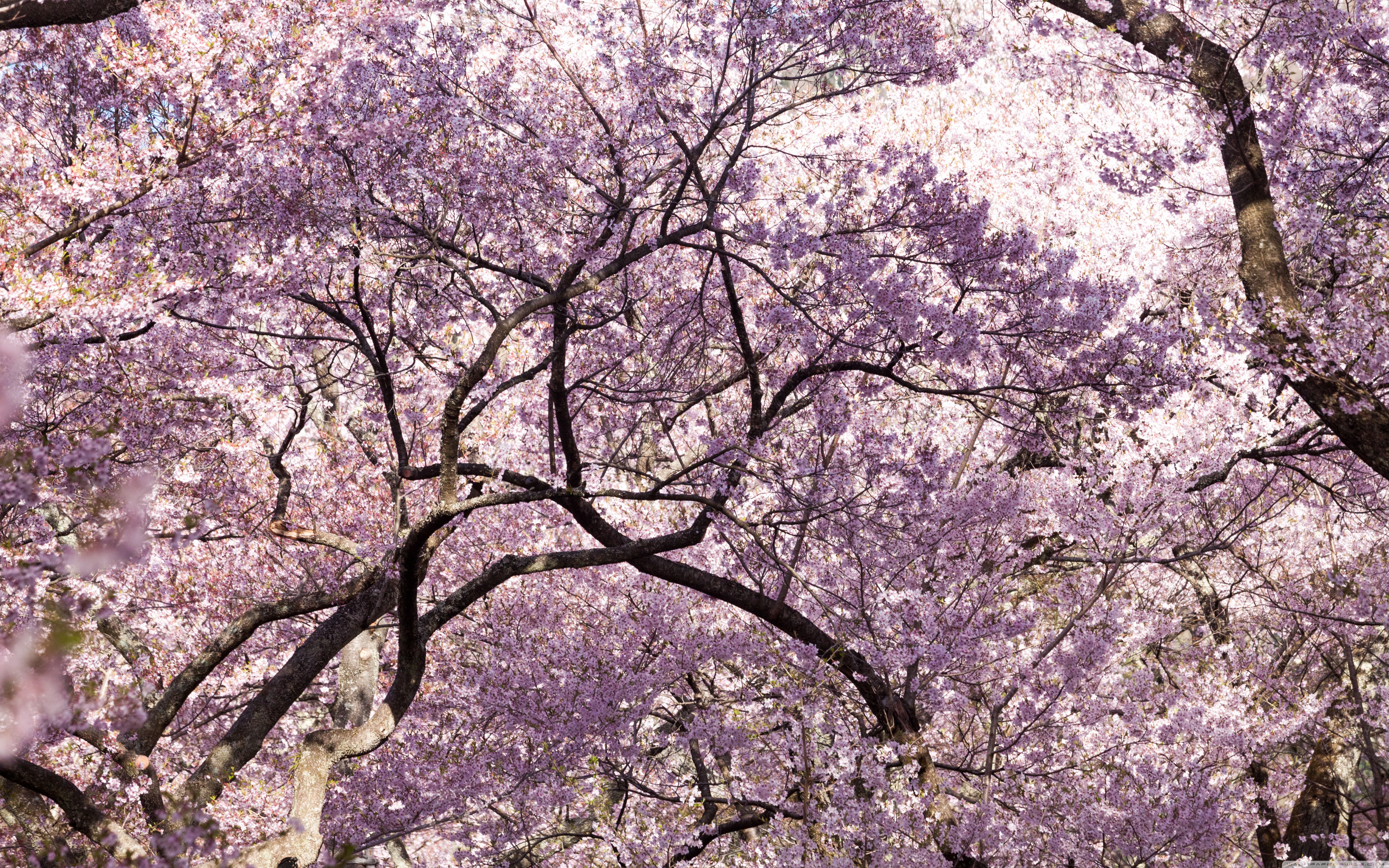 Cherry Blossom Of Japan - HD Wallpaper 