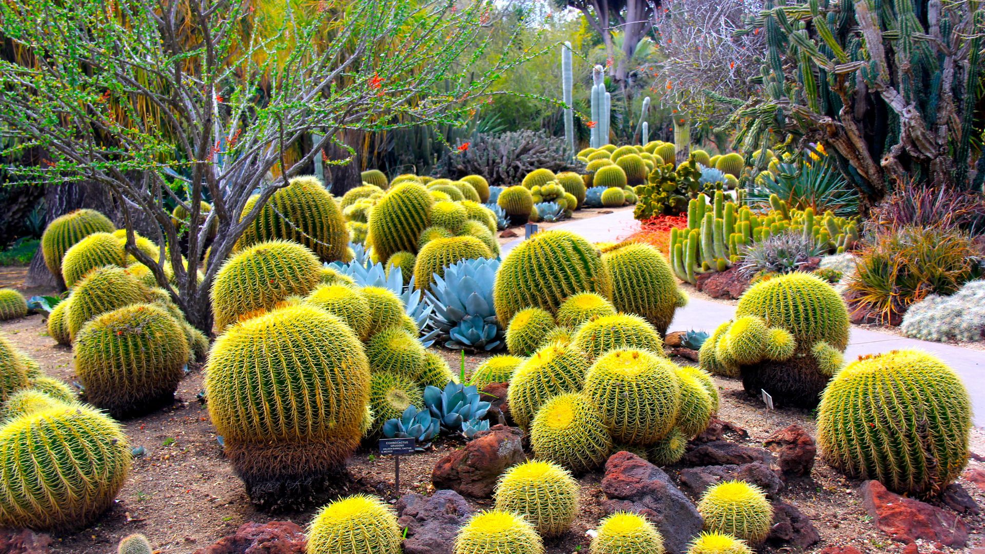 3d Nature Wallpaper For Pc - Desert Botanical Garden Phoenix Az Usa - HD Wallpaper 