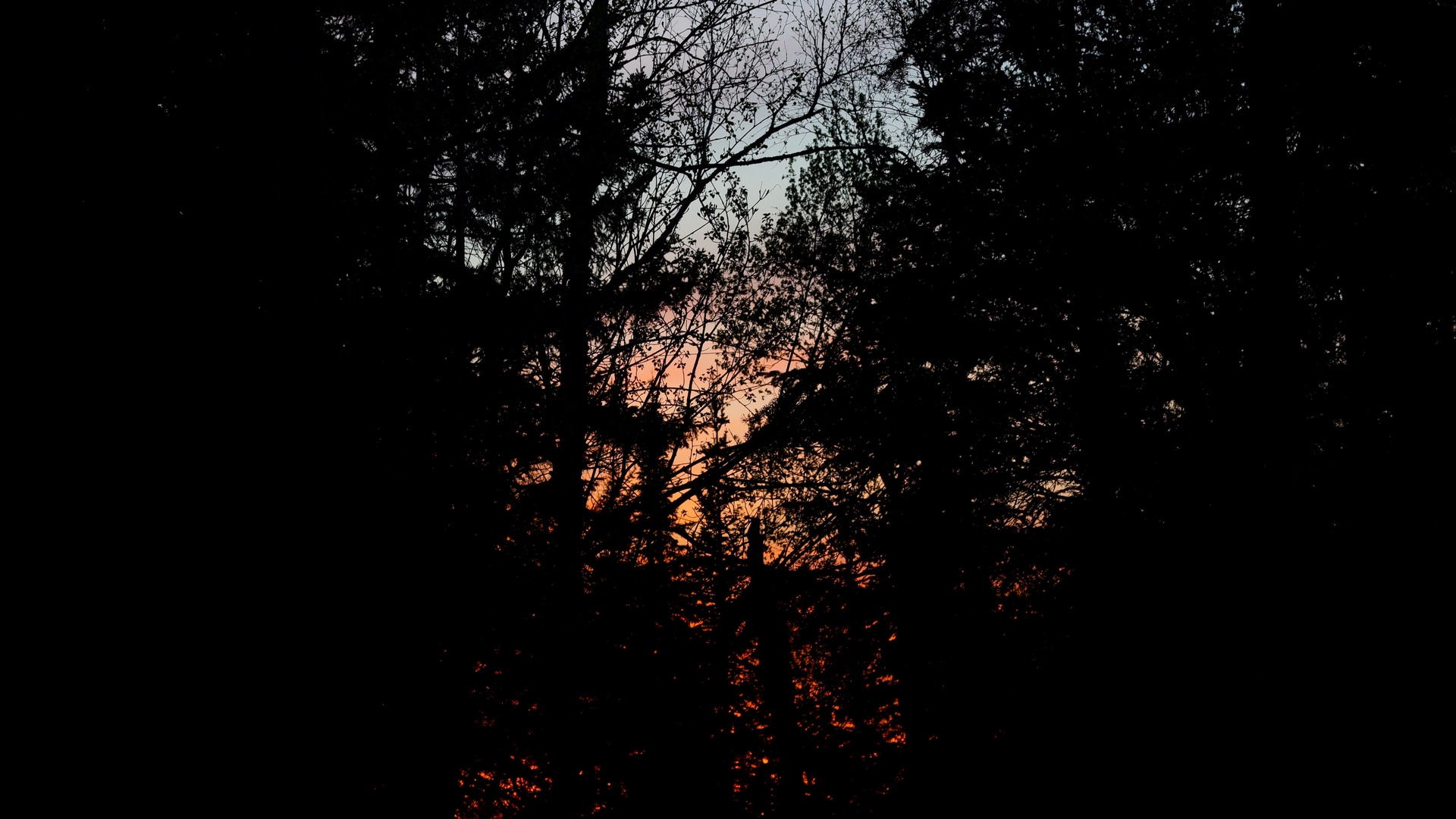 Forest Background Dark 4k - HD Wallpaper 