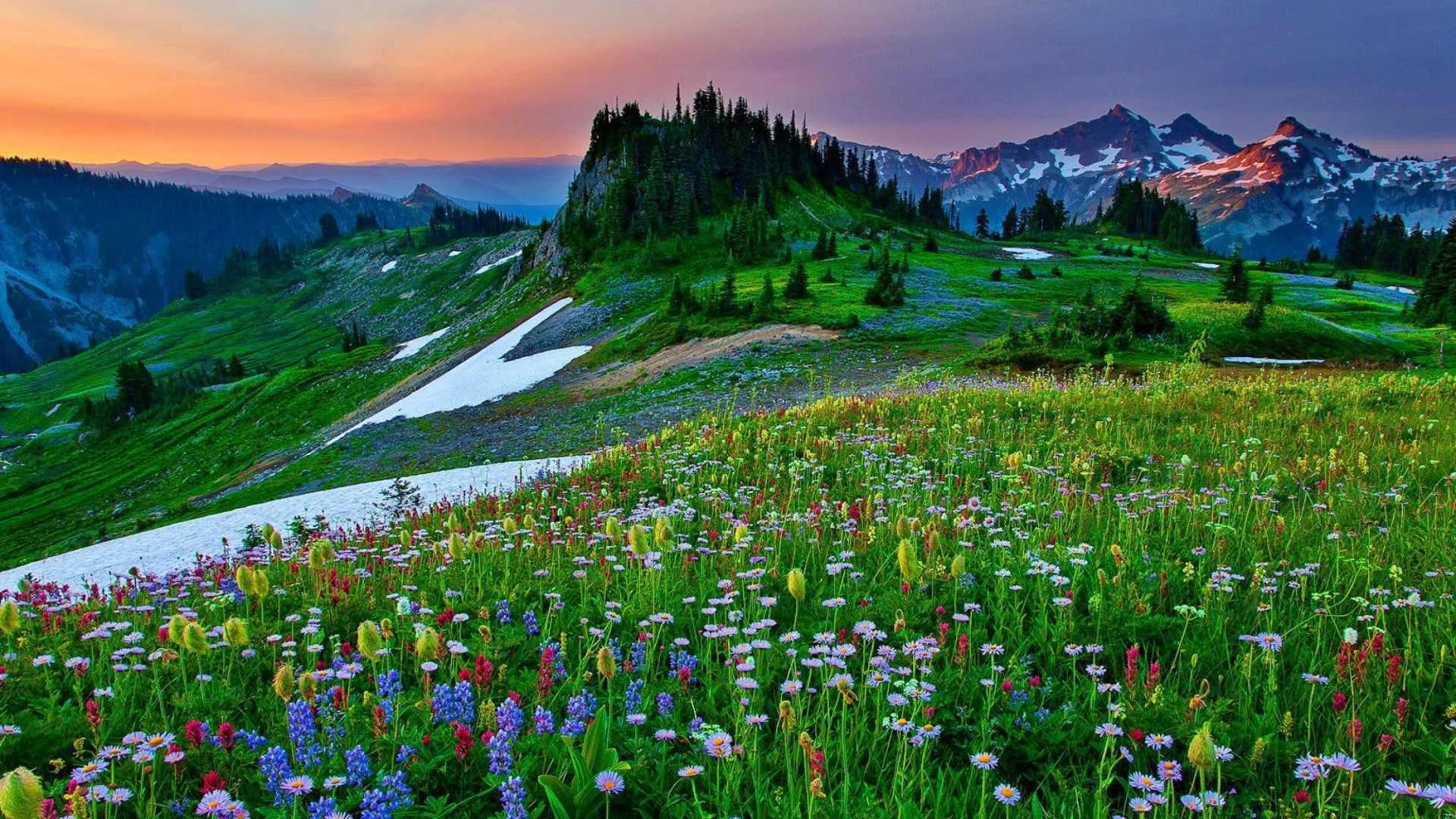 Mountain Wildflowers Spring Nature Wallpaper - High Resolution High Definition Landscape - HD Wallpaper 